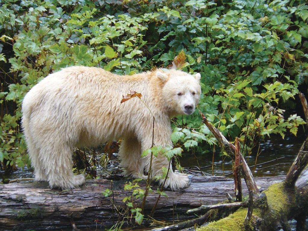 1024x768 Free Kermode Bear Wallpaper download