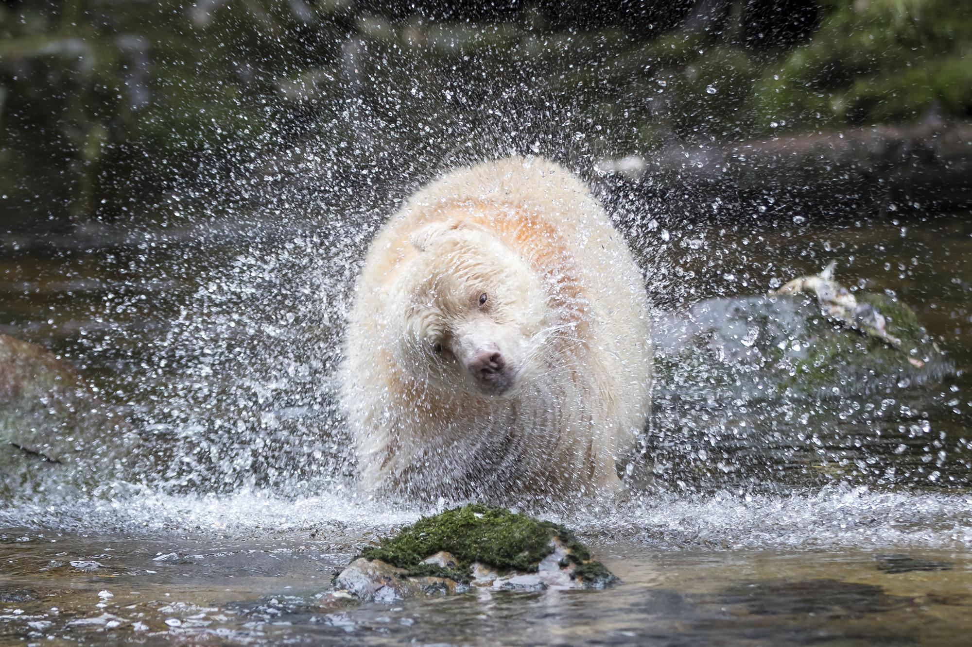 2000x1333 Stunning photo capture rare white 'spirit' bear in action