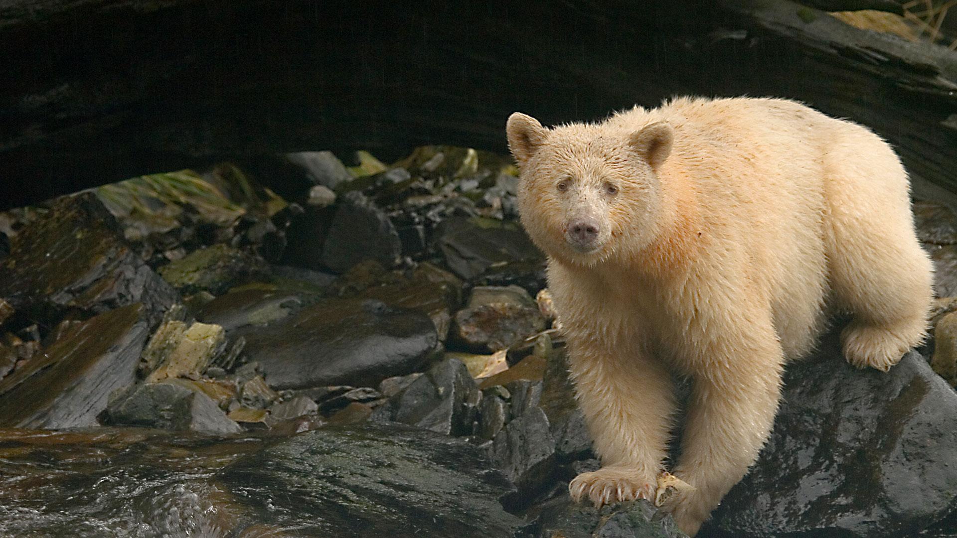 1920x1080 Spirit Bear Safari Holidays World Safaris
