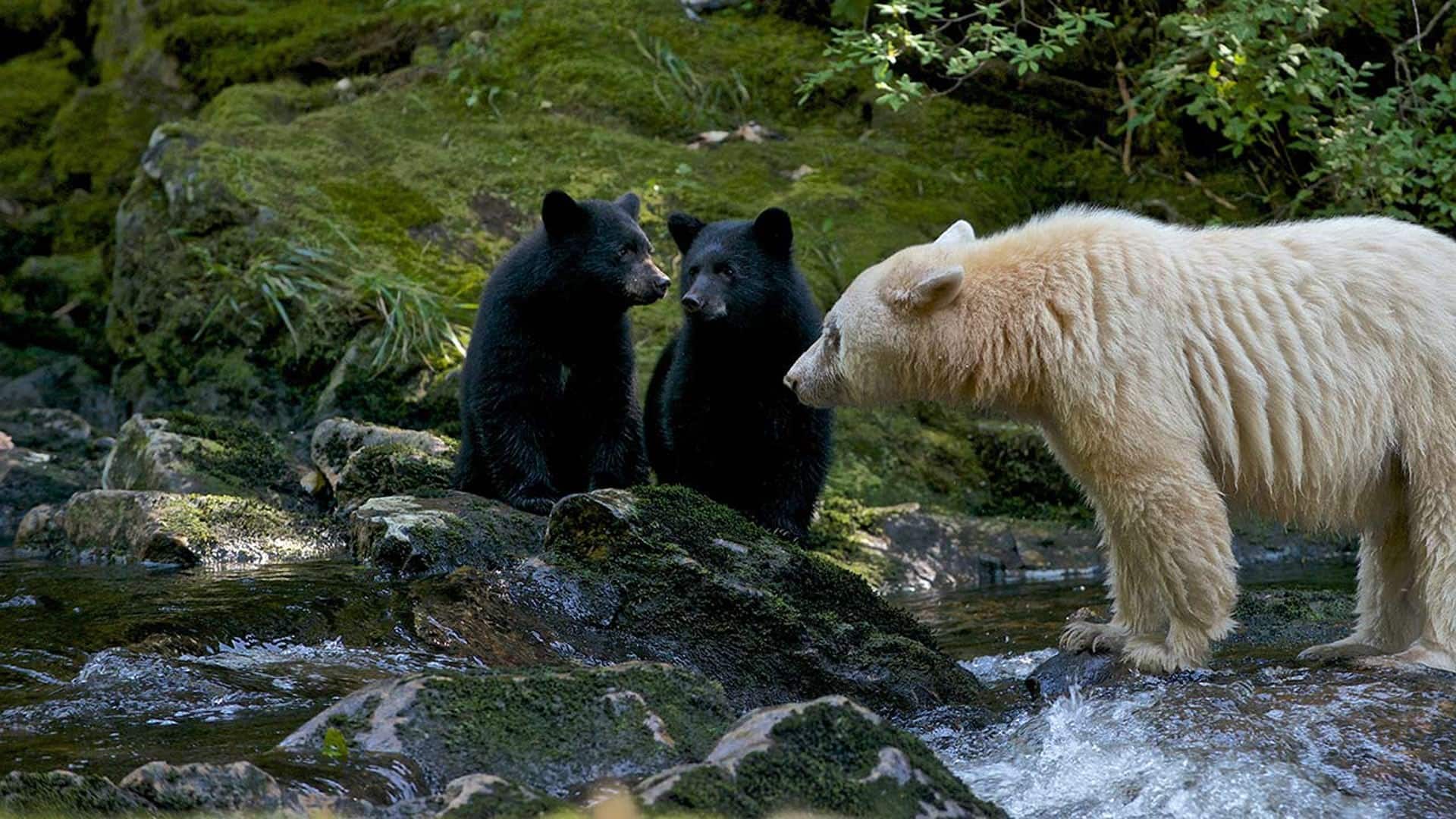 1920x1080 Spirit Bear Family Gem Card Link