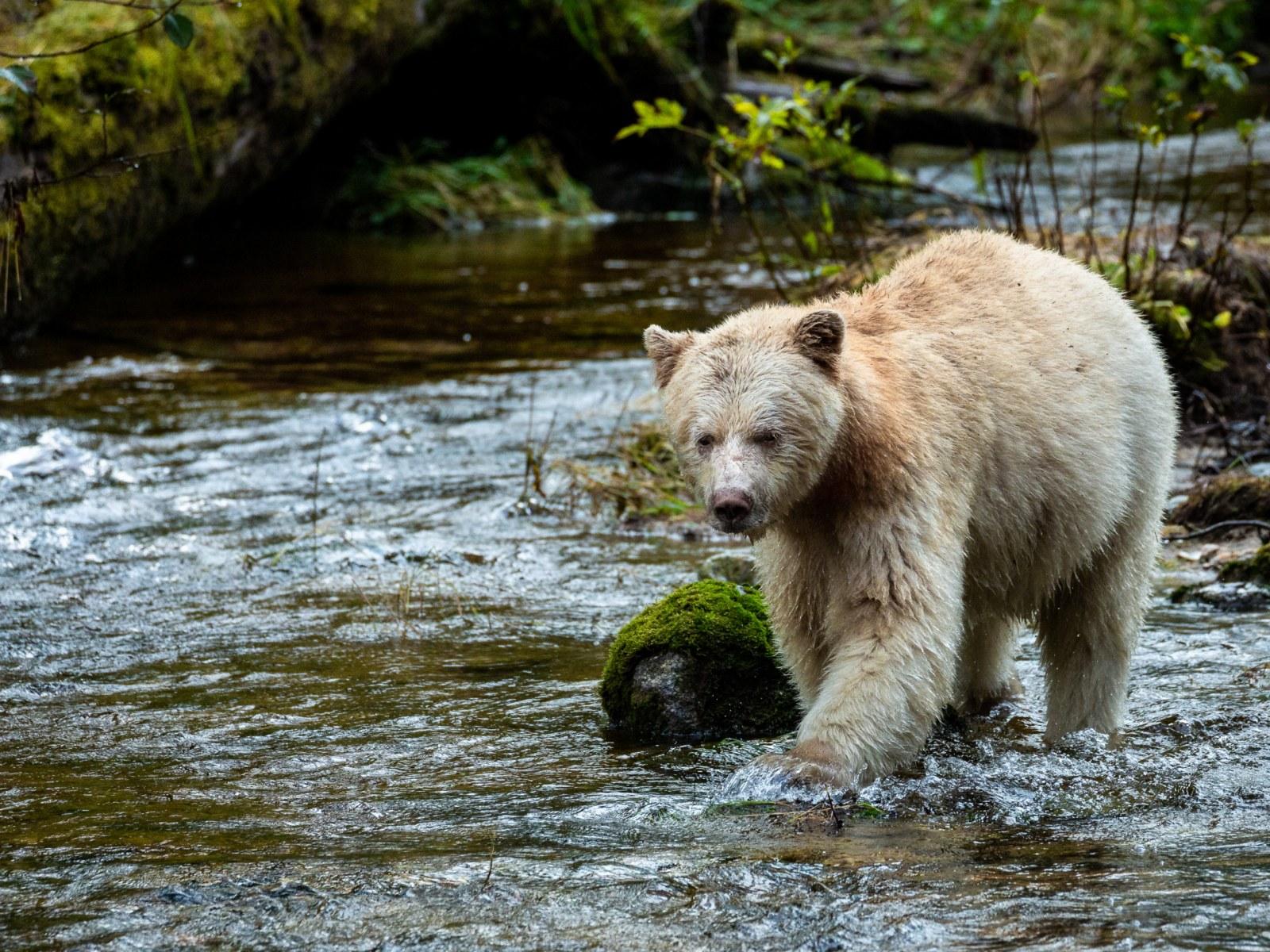 1600x1200 In Search of the Elusive Spirit Bear in the 'Amazon of the North'