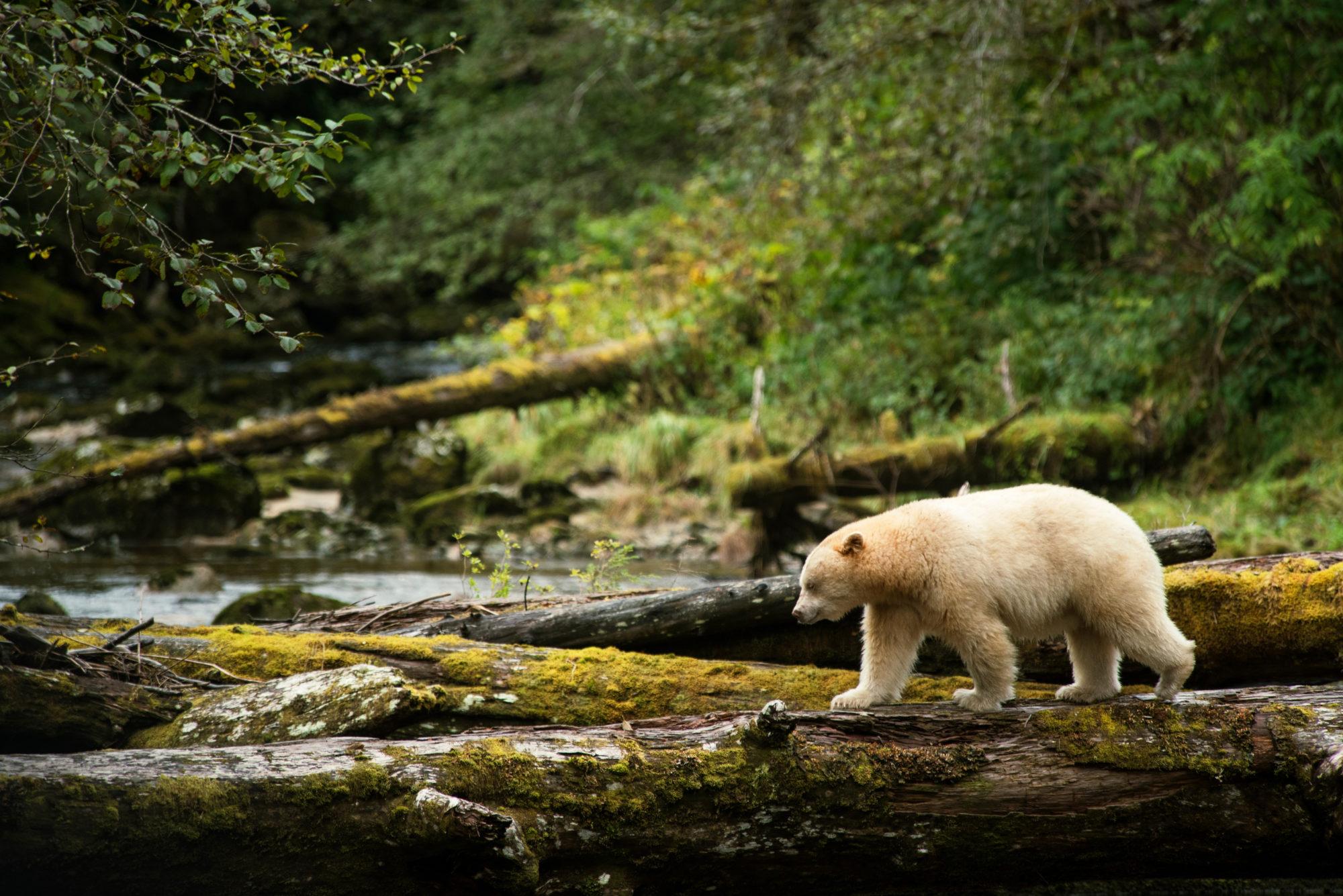 2000x1335 See Canadian Animals on the West's Best Wildlife Safari