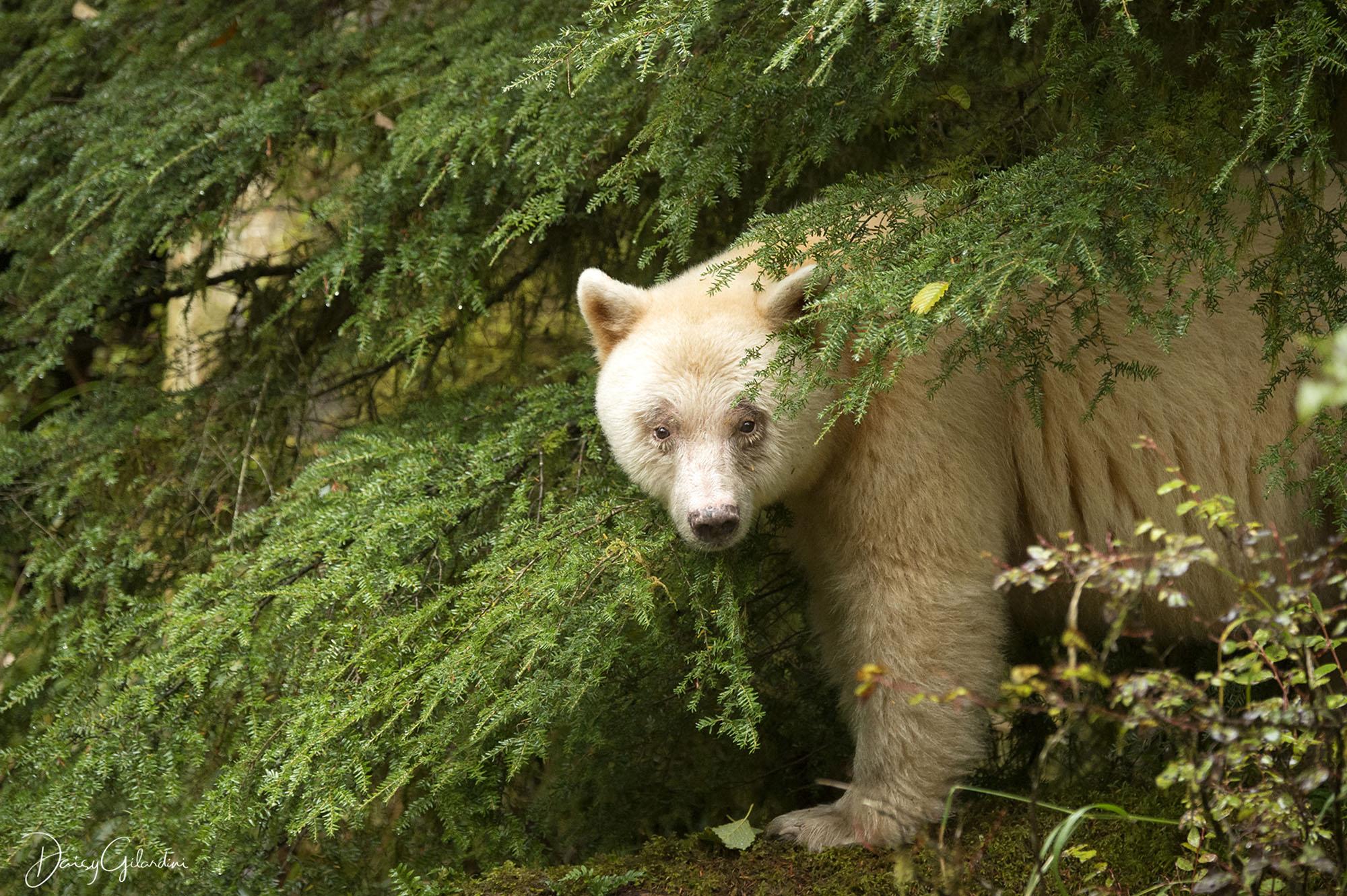 2000x1331 These beautiful photo of BC's Kermode bears are now award winning
