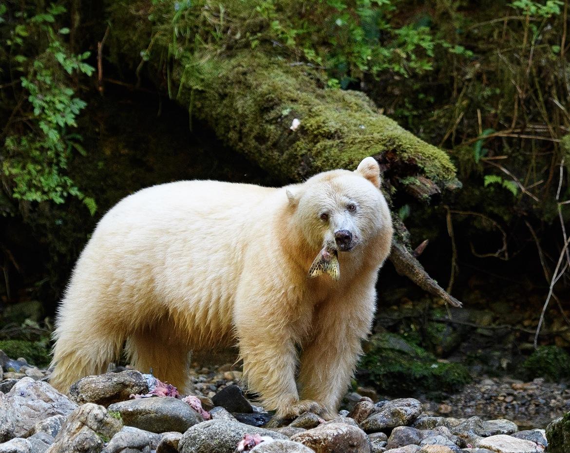 1170x930 British Columbia. A Spirit Bear Tale