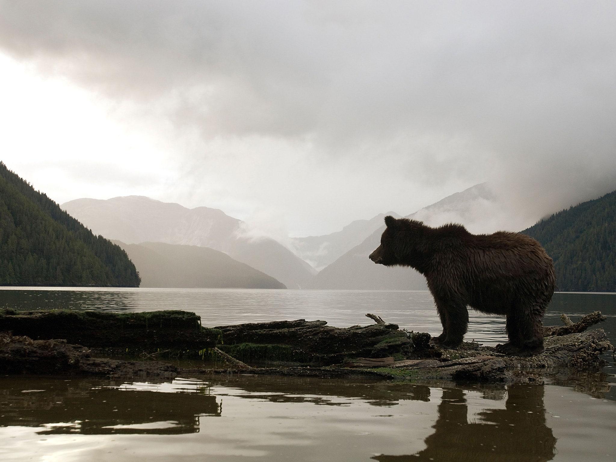 2048x1536 Spirit Bears and Sea Wolves: Is The Great Bear Rainforest Actually Magical?. Condé Nast Traveler