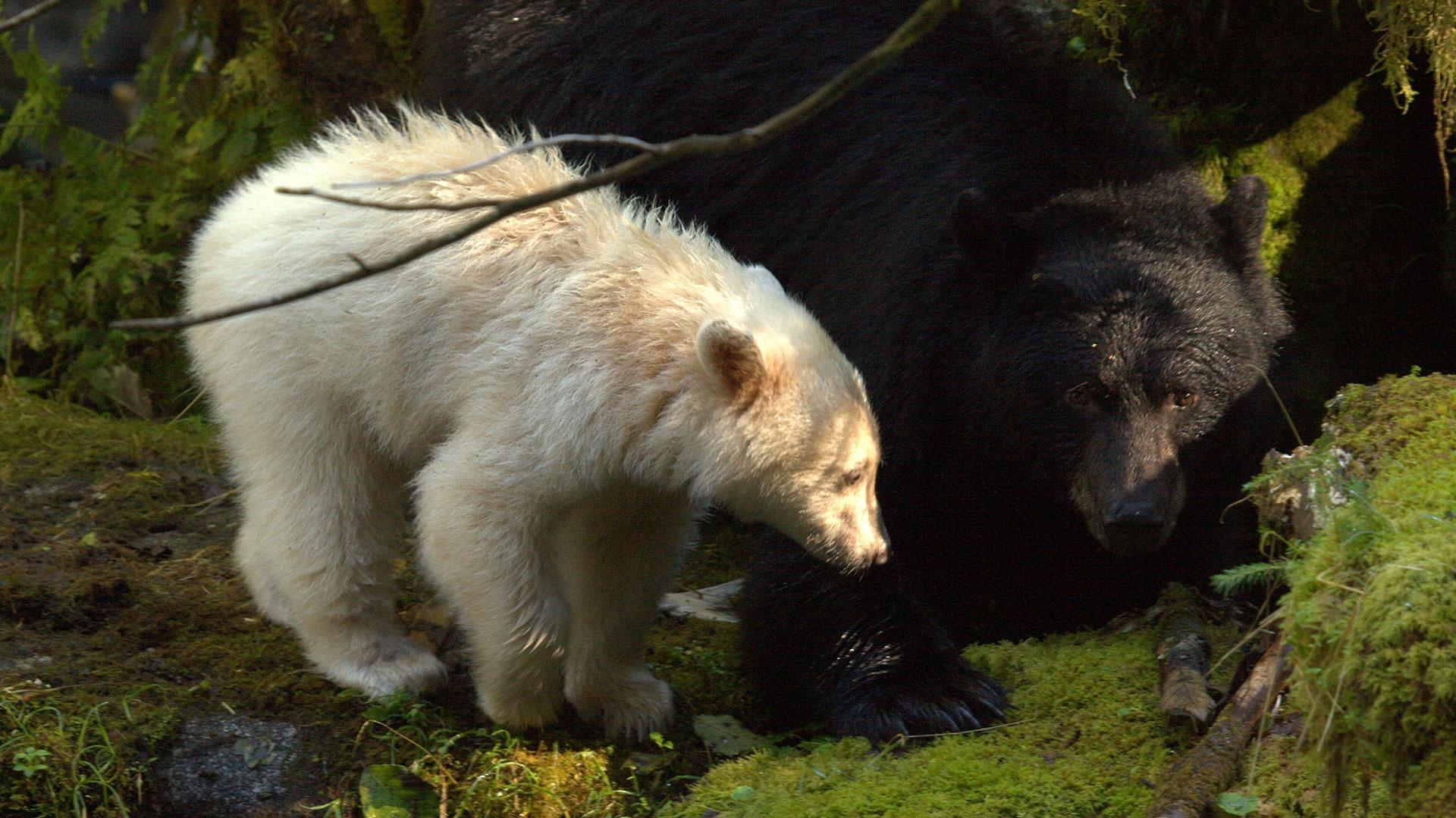 1920x1080 Spirit Bear Safari Holidays World Safaris