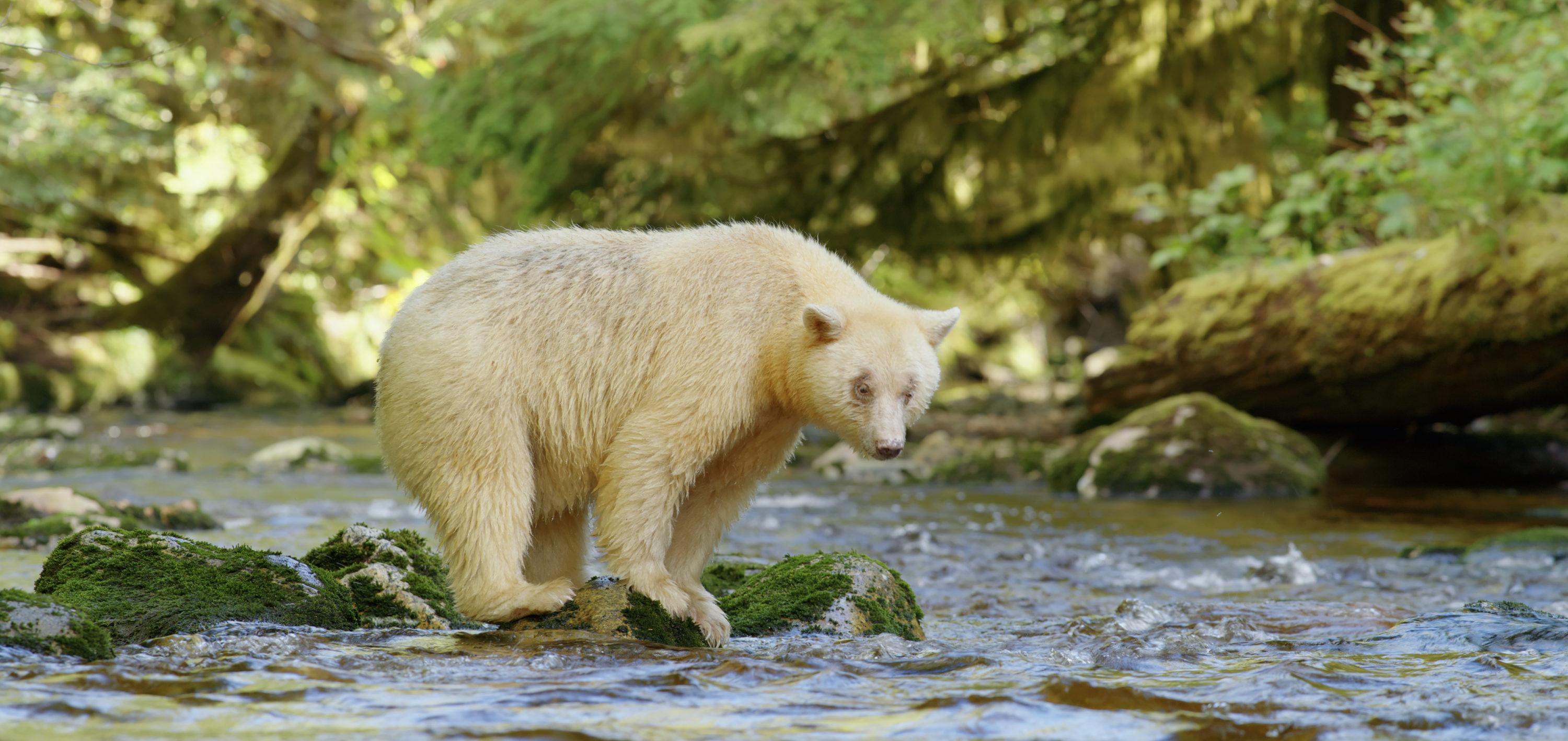 3000x1417 The Rare, Elusive Spirit Bears Of British Columbia