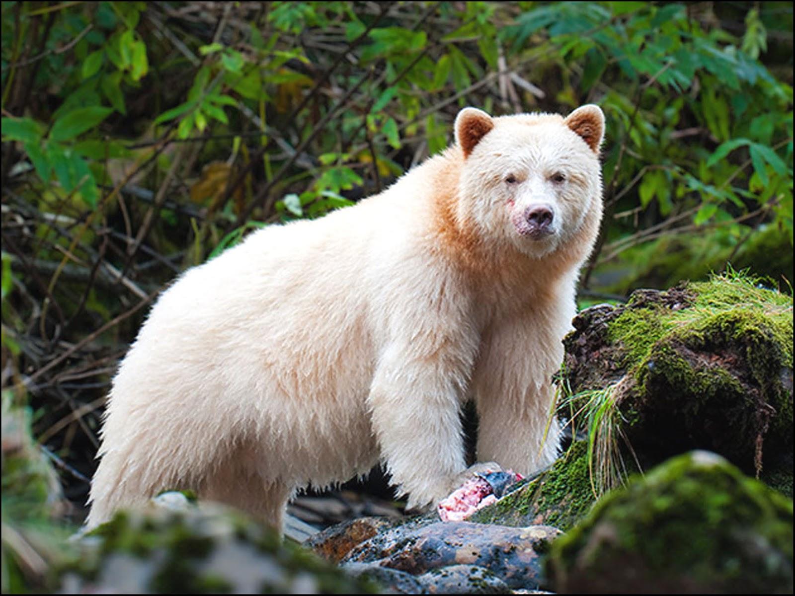 1600x1200 Buckles Blog: SPIRIT BEARS