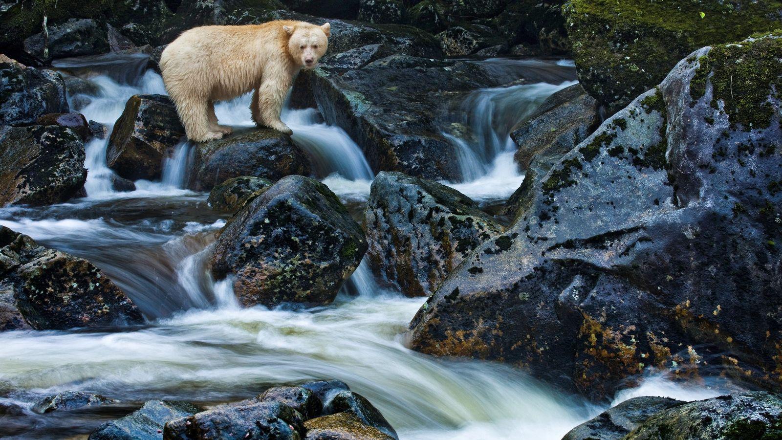 1600x900 What's Black and White and One of Earth's Rarest Bears?