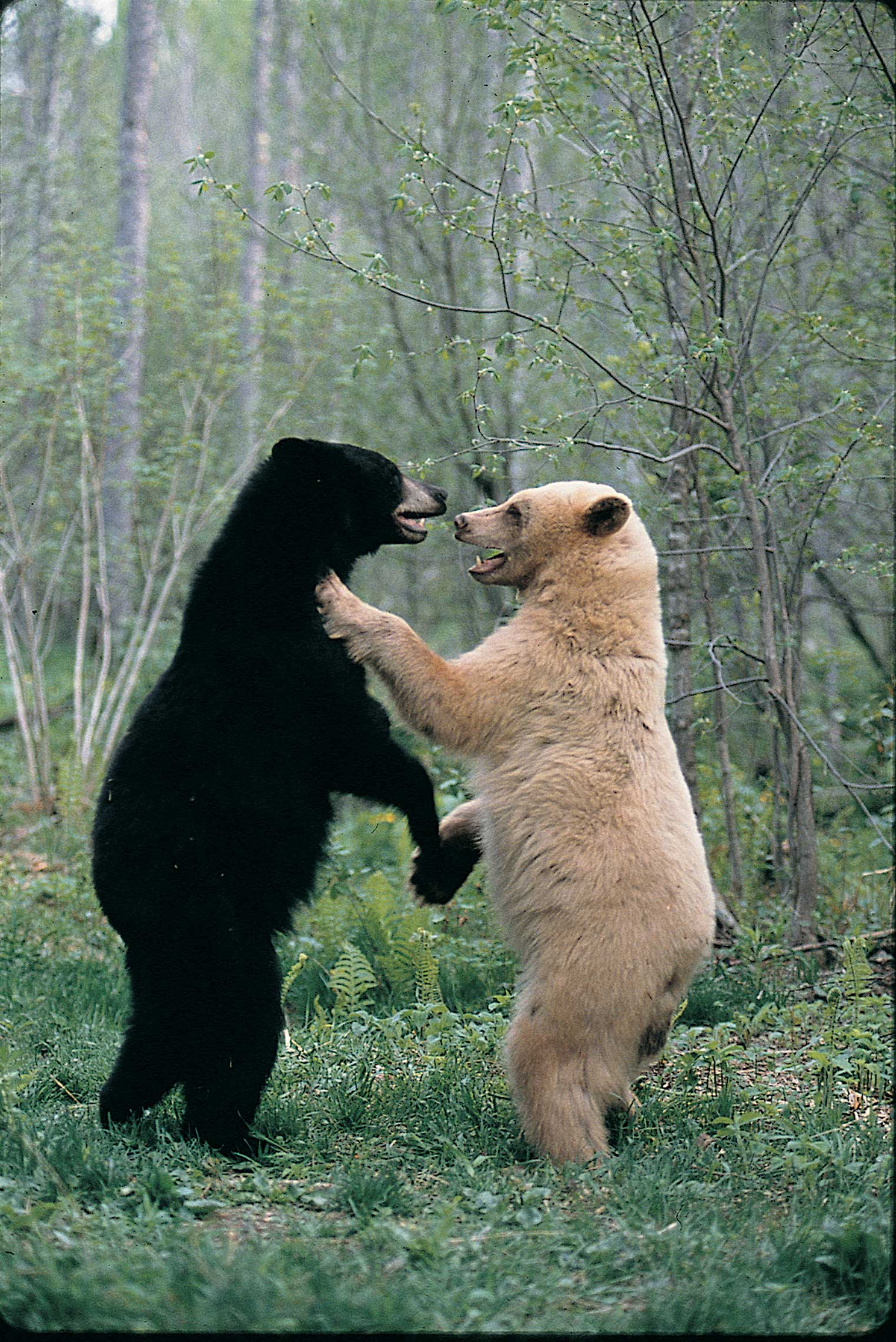 1524x2283 The Kermode Bear: Spirit Bear of British Columbia. The Ark In Space