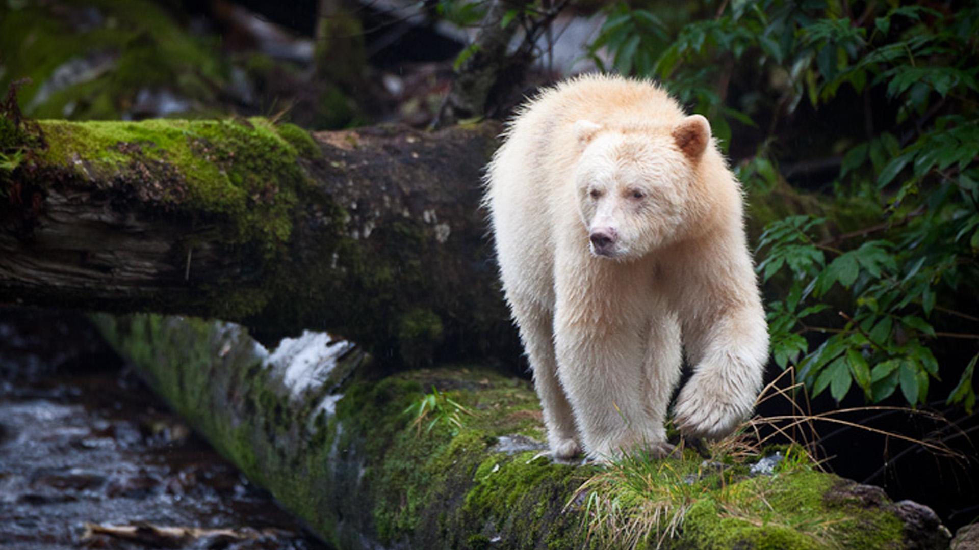 1920x1080 Watch Spirit Bear