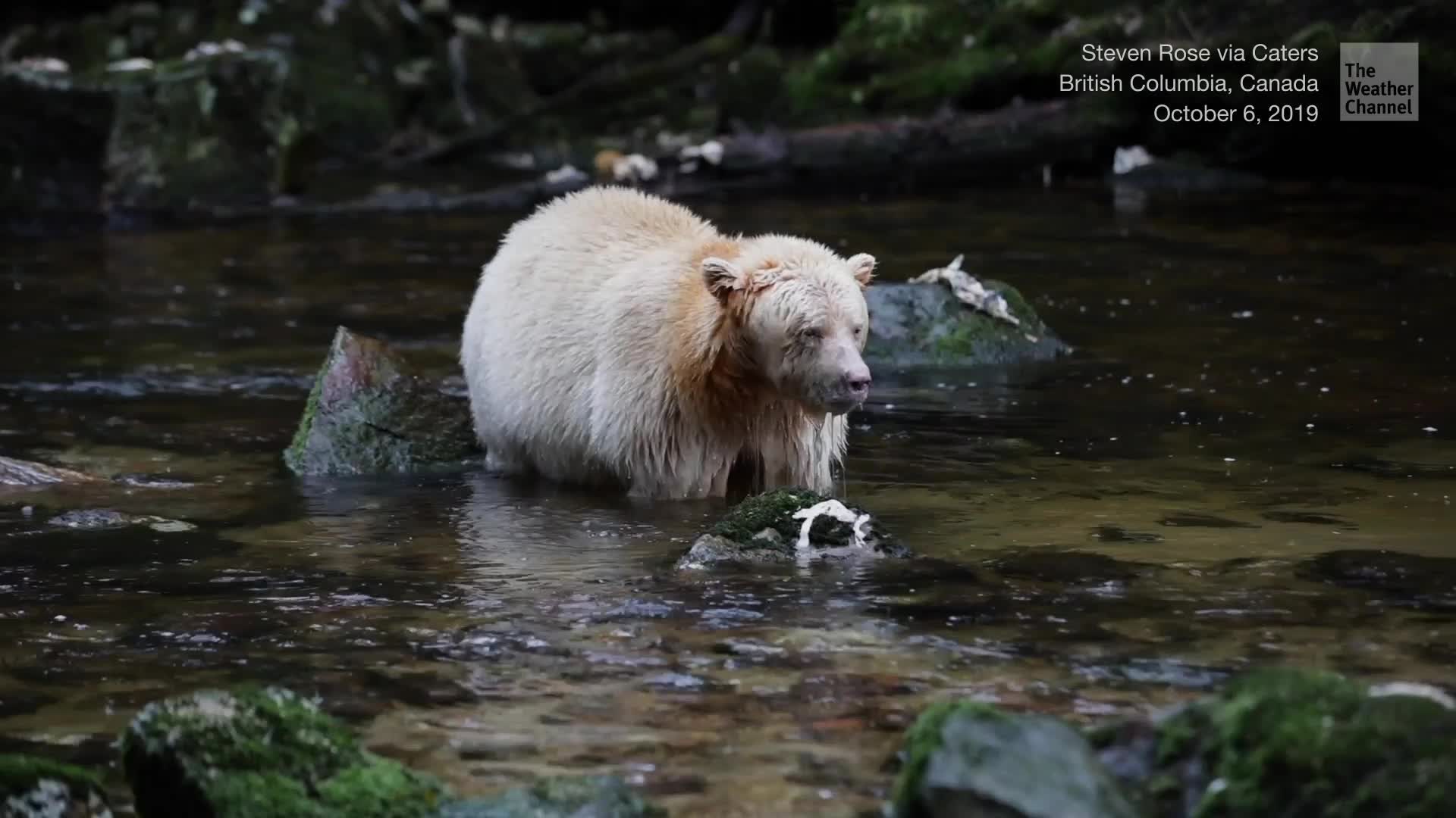 1920x1080 Rare Spirit Bear Spotted in British Columbia from The Weather Channel
