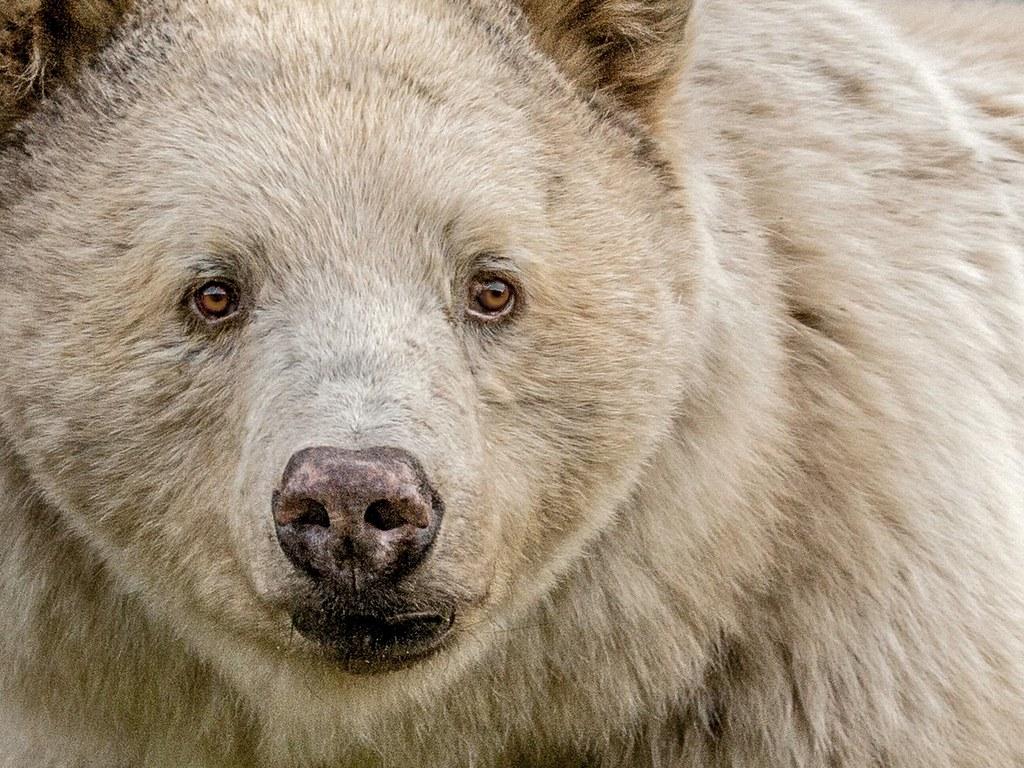 1024x768 Spirit Bear face. The Kermode bear, also known as the spiri