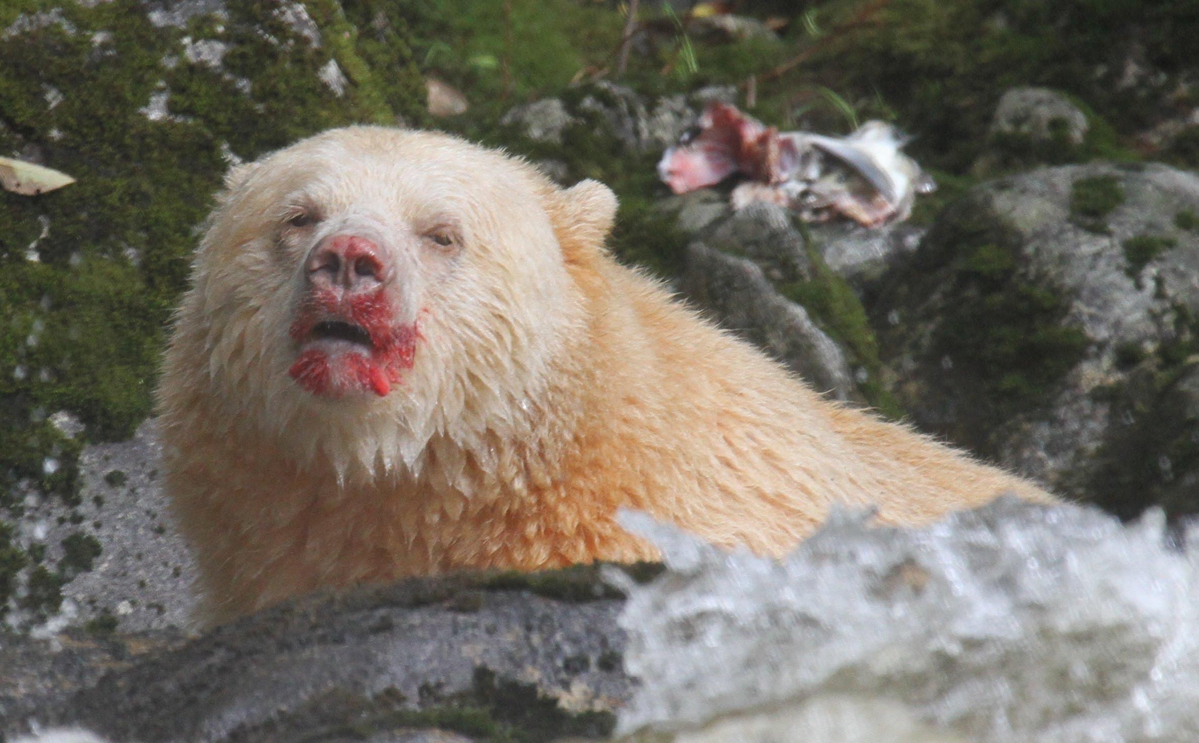 2378x1474 Most viewed Kermode Bear wallpaperK Wallpaper