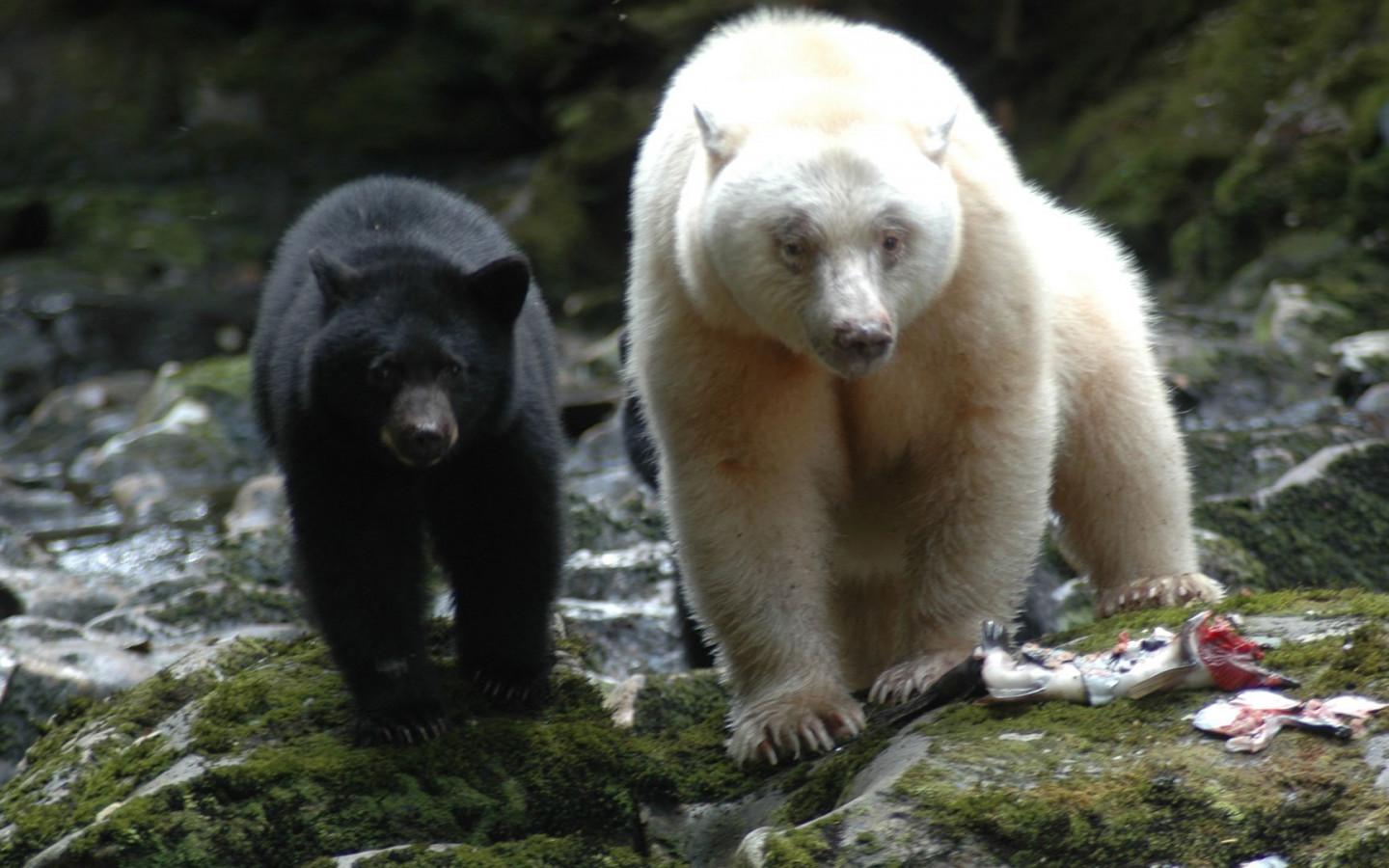 1440x900 Kermode Bear Background HD Wallpaper 77287