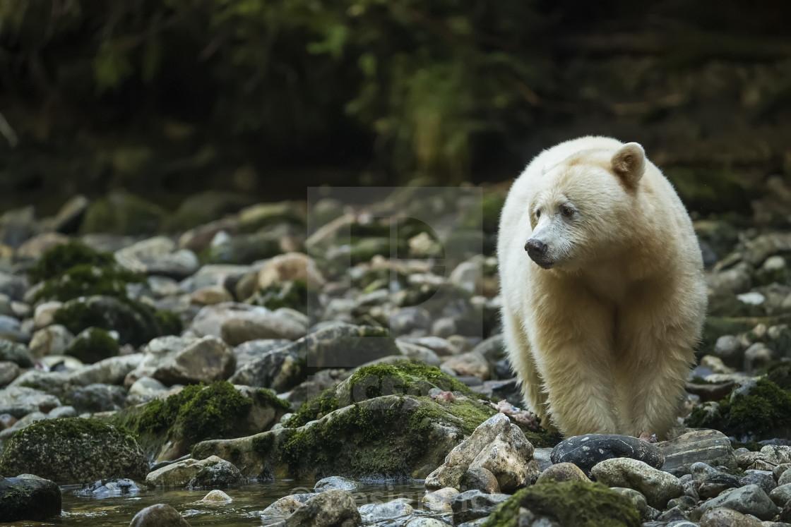 1120x747 Kermode Bear (Ursus americanus kermodei), also known as the Spirit Bear, ., download or print for £37.59