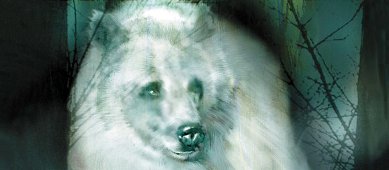 1500x656 Touching Spirit Bear