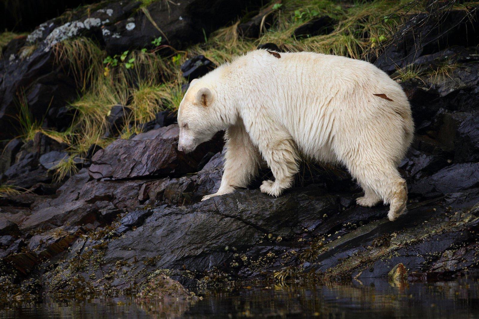 1600x1067 This Rare, White Bear May Be the Key to Saving a Canadian Rainforest