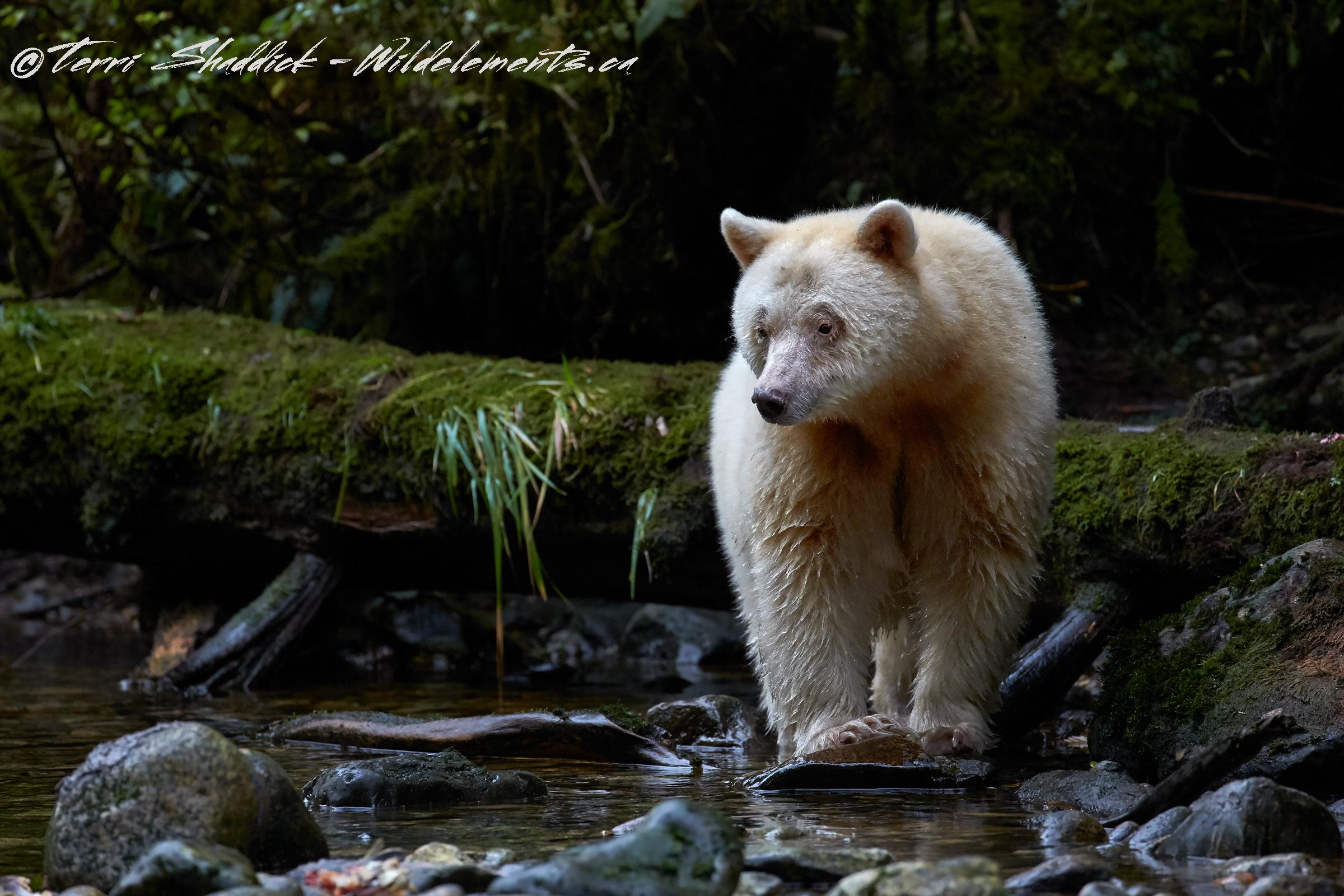 2400x1600 Spirit of the Great Bear