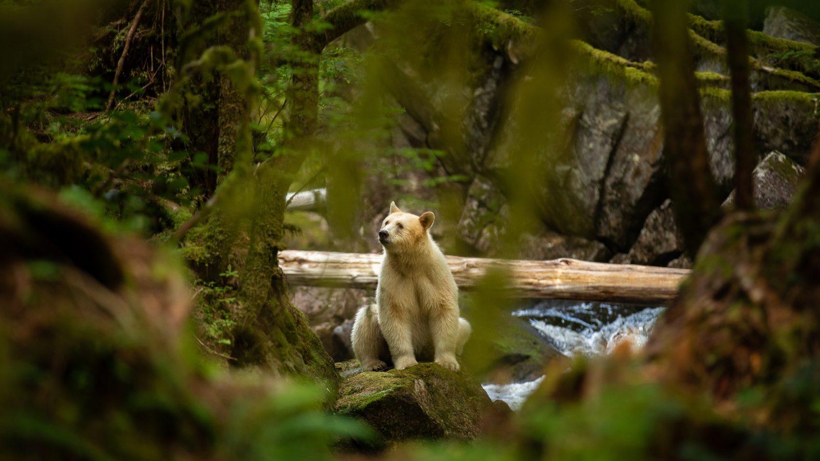 1600x900 Home Bear Lodge