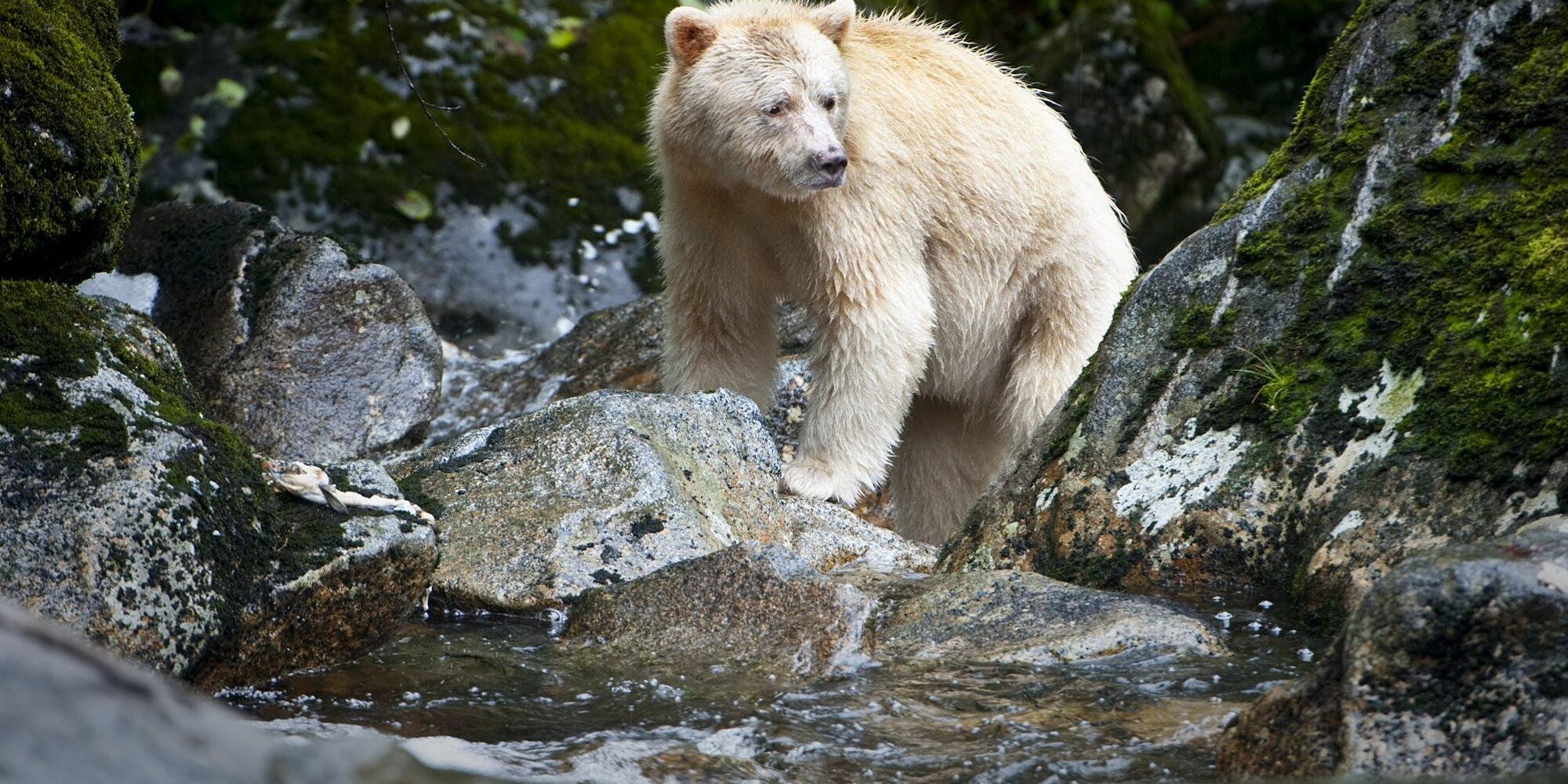 2000x1000 Prince William and Prince Kate Endorse Great Bear Rainforest Protection in Canada