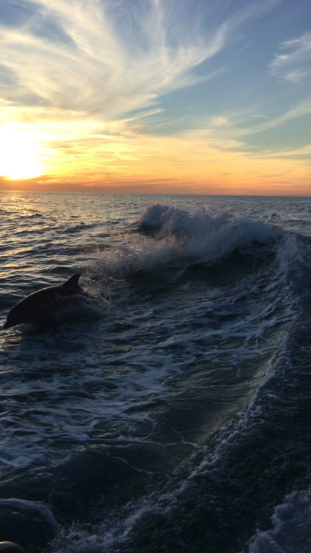 1080x1920 Dolphin sunset cruise on the SeaScreamer in Panama City Beach Florida