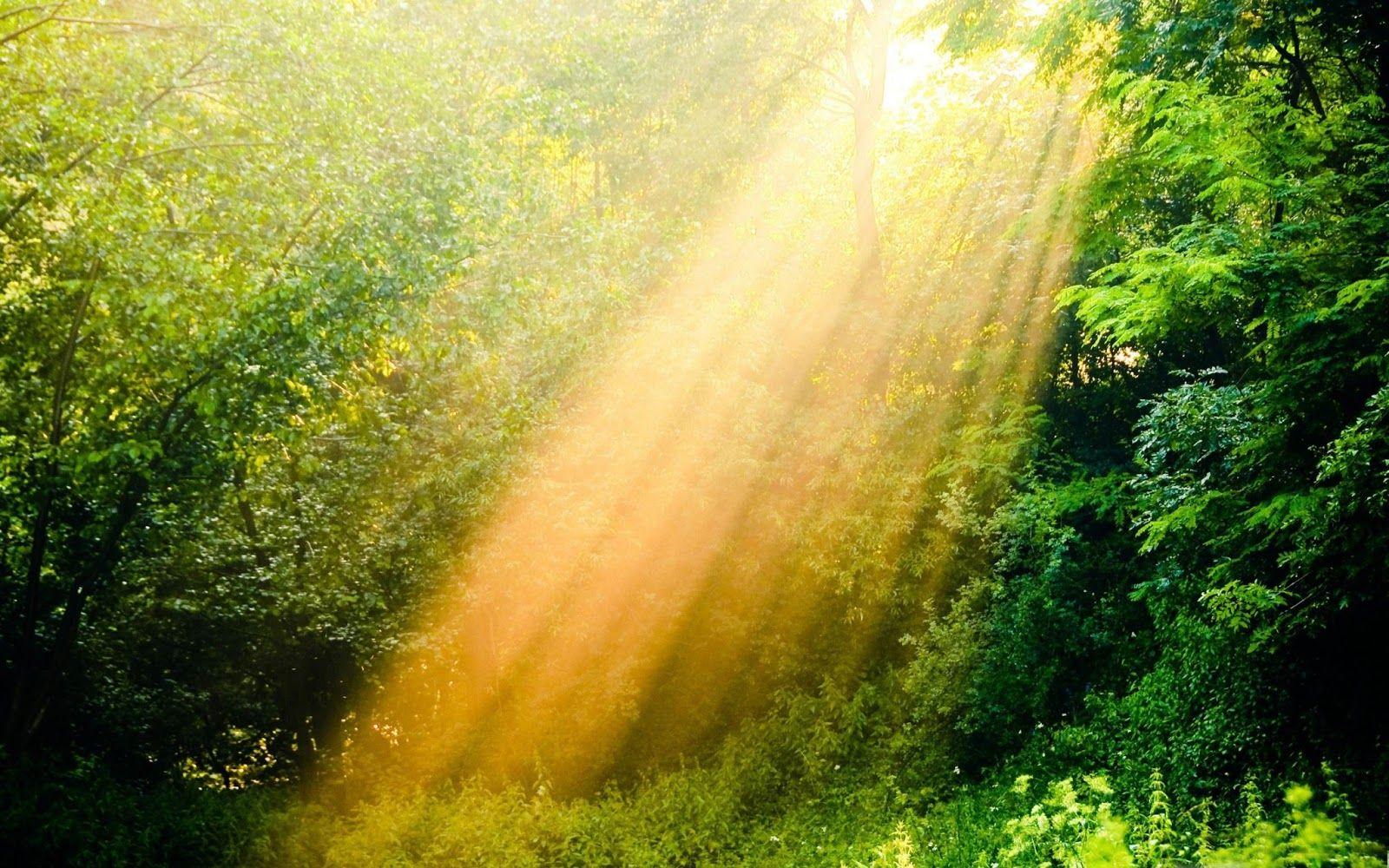 1600x1000 Natural Organic Solutions from Effective Environmental Services