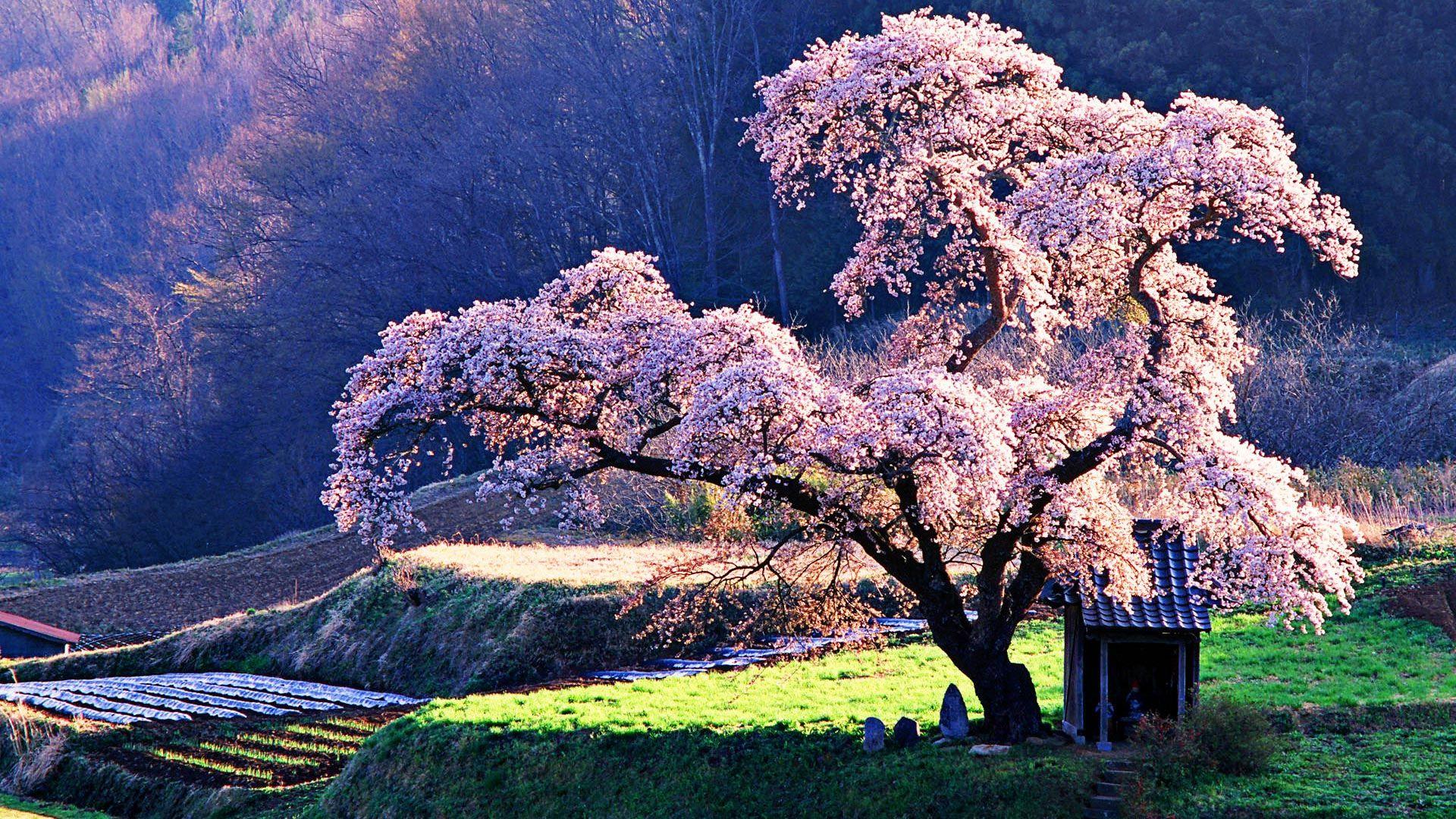 1920x1080 Cherry Blossom Theme For Windows 10 Japanese Cherry Blossom