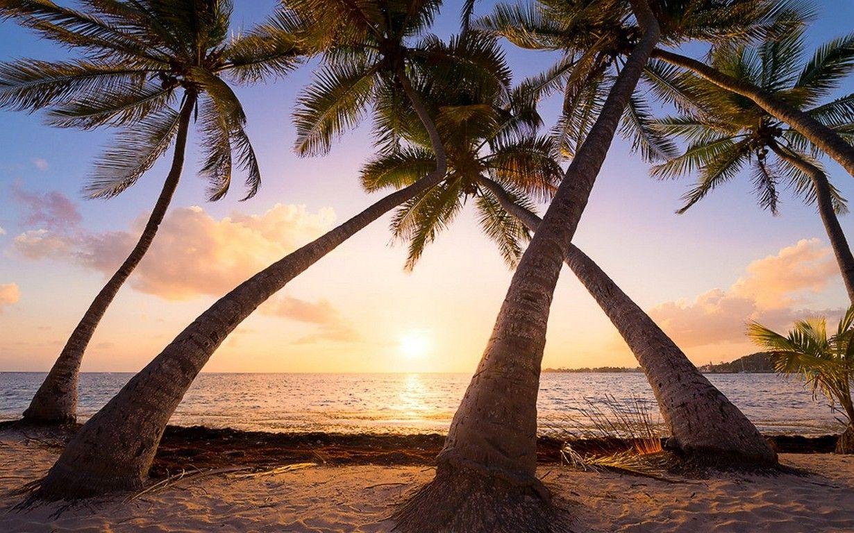 1230x768 nature, Landscape, Beach, Sunrise, Palm Trees, Sea, Sand, Tropical