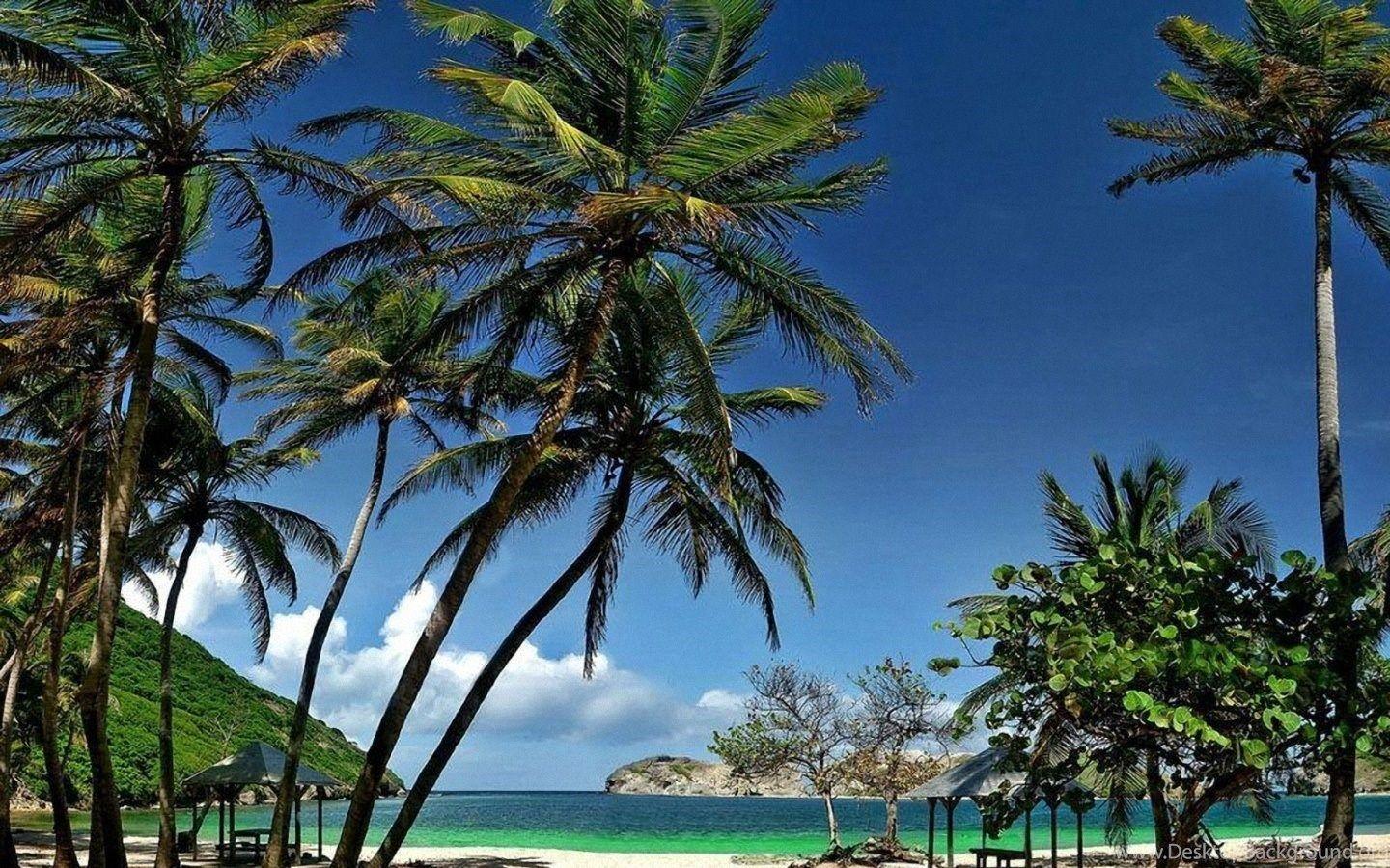 1440x900 Coconut Tree 1440x900 Wallpaper, Guadeloupe 1440x900 Wallpaper