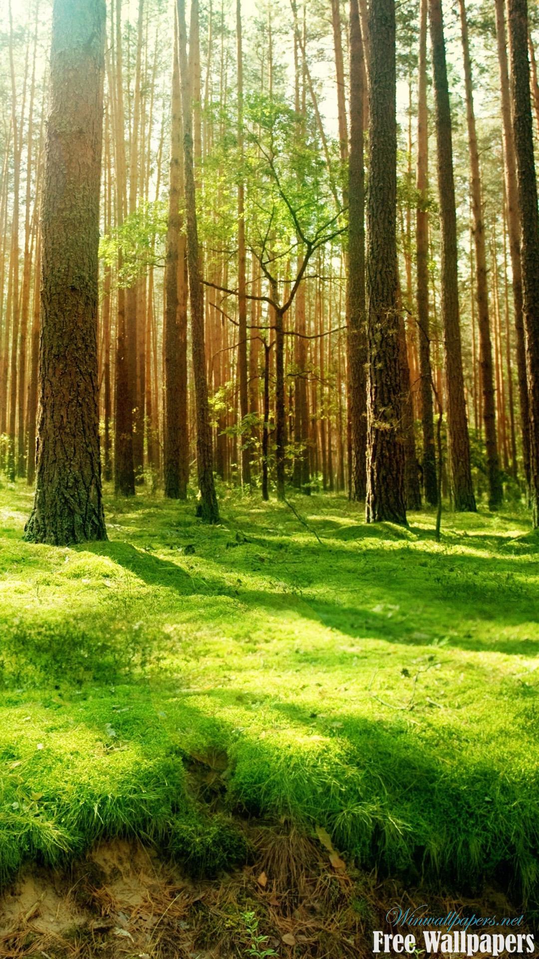 Beautiful iPhone 7 Wallpapers Top Free Beautiful iPhone 7 Backgrounds