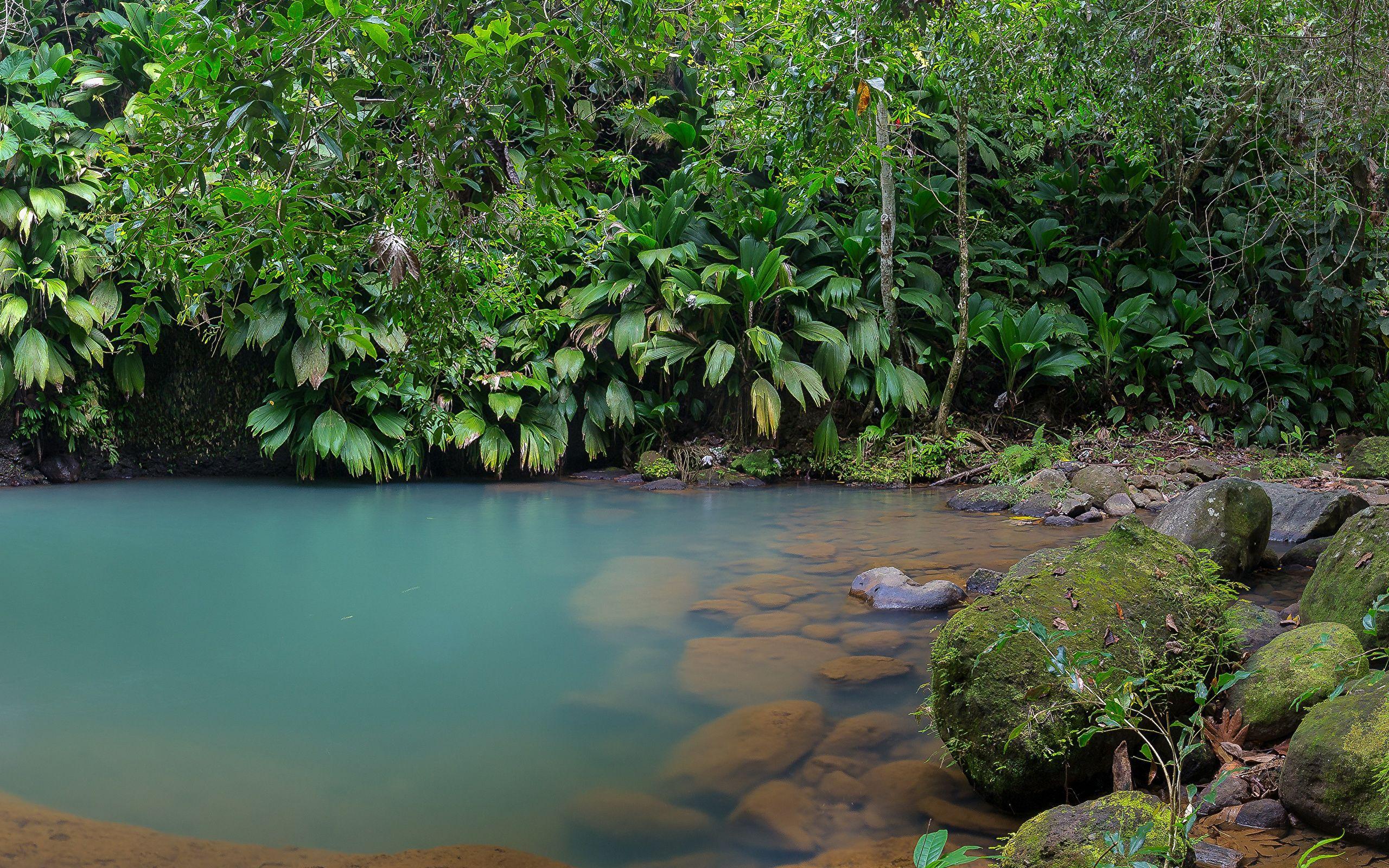 2560x1600 Image Cadet Guadeloupe Nature Pond Tropics Moss Stones 2560x1600