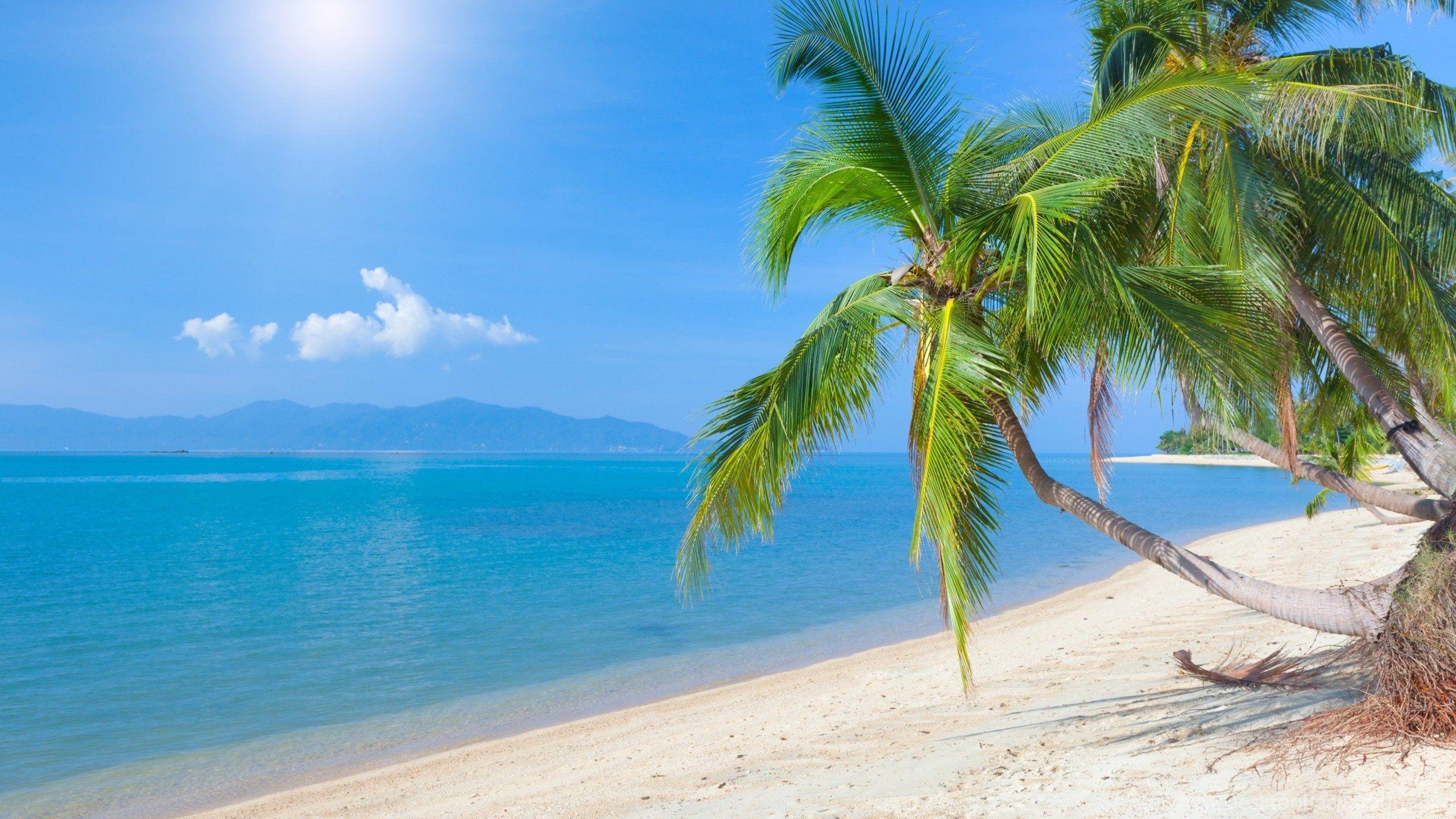 2560x1440 Coconut Tree Beautiful HD Wallpaper And Image Desktop Background