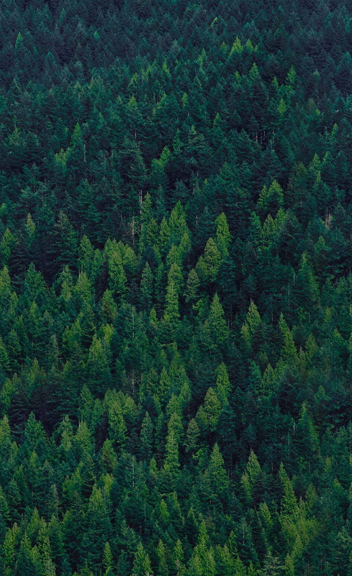 1172x1920 forest wallpaper, green, vegetation, tropical and subtropical coniferous forests, forest, natural environment, biome, tree, nature reserve, rainforest, temperate coniferous forest