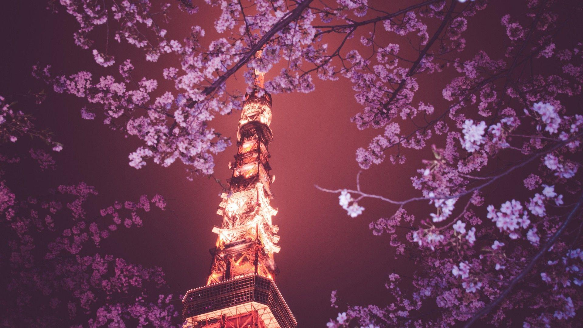 Cherry Blossom Tree At Night Wallpapers Top Free Cherry Blossom Tree At Night Backgrounds Wallpaperaccess