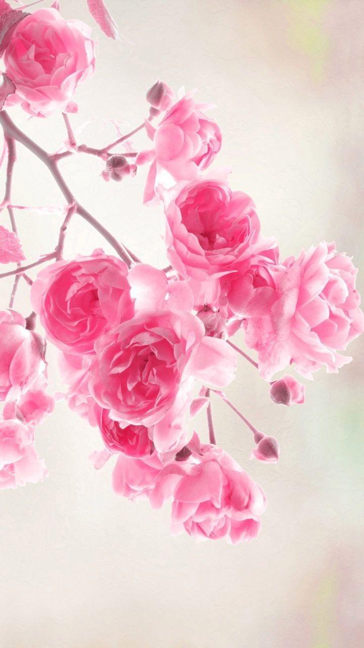 720x1280 Pretty Flowers oriental Pink Wallpaper Collection Beautiful 64 Best