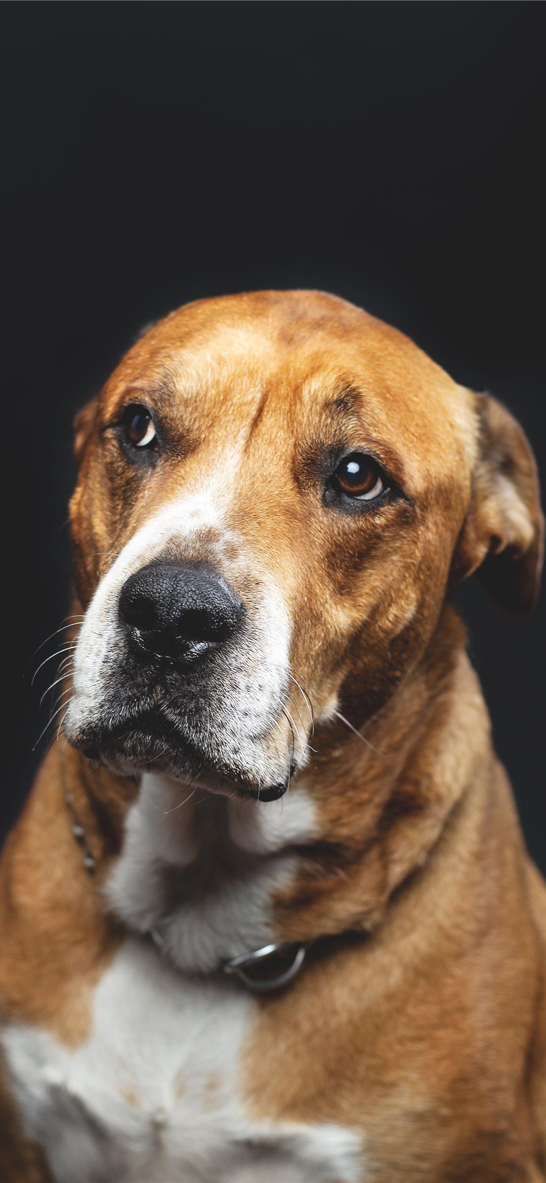 1125x2436 Rescue Dog iPhone X Wallpaper Free Download