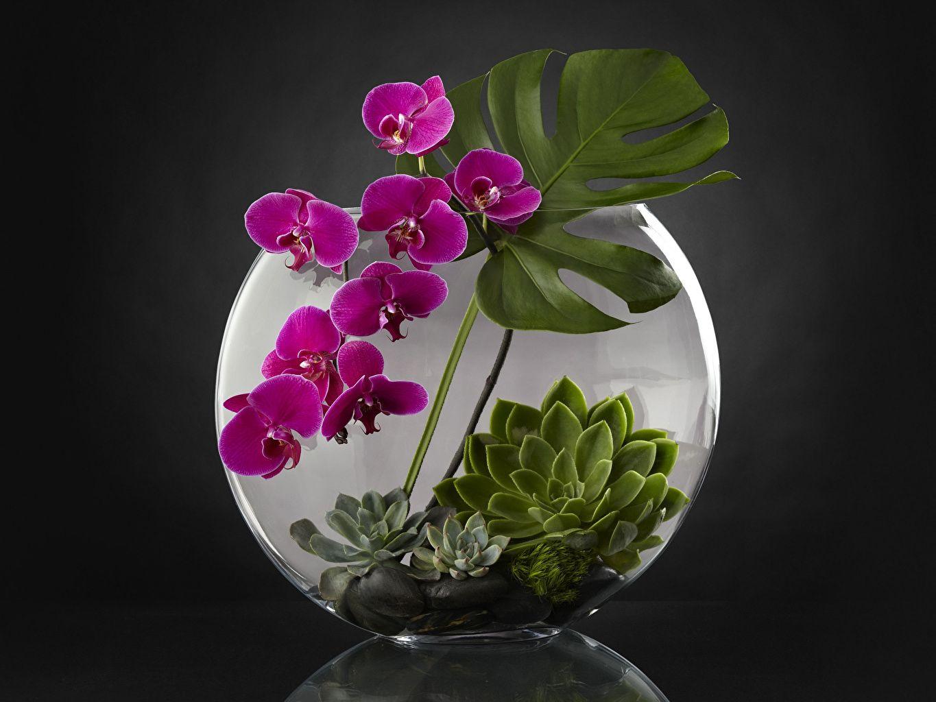 1365x1024 Photo Orchid Flowers Design