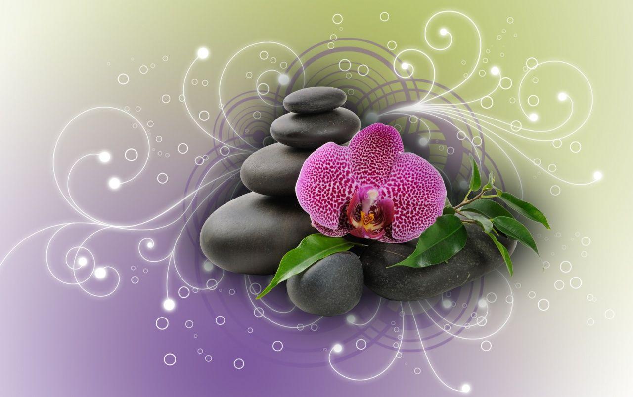 1280x804 Purple Orchid & Black Stones wallpaper. Purple Orchid & Black Stones
