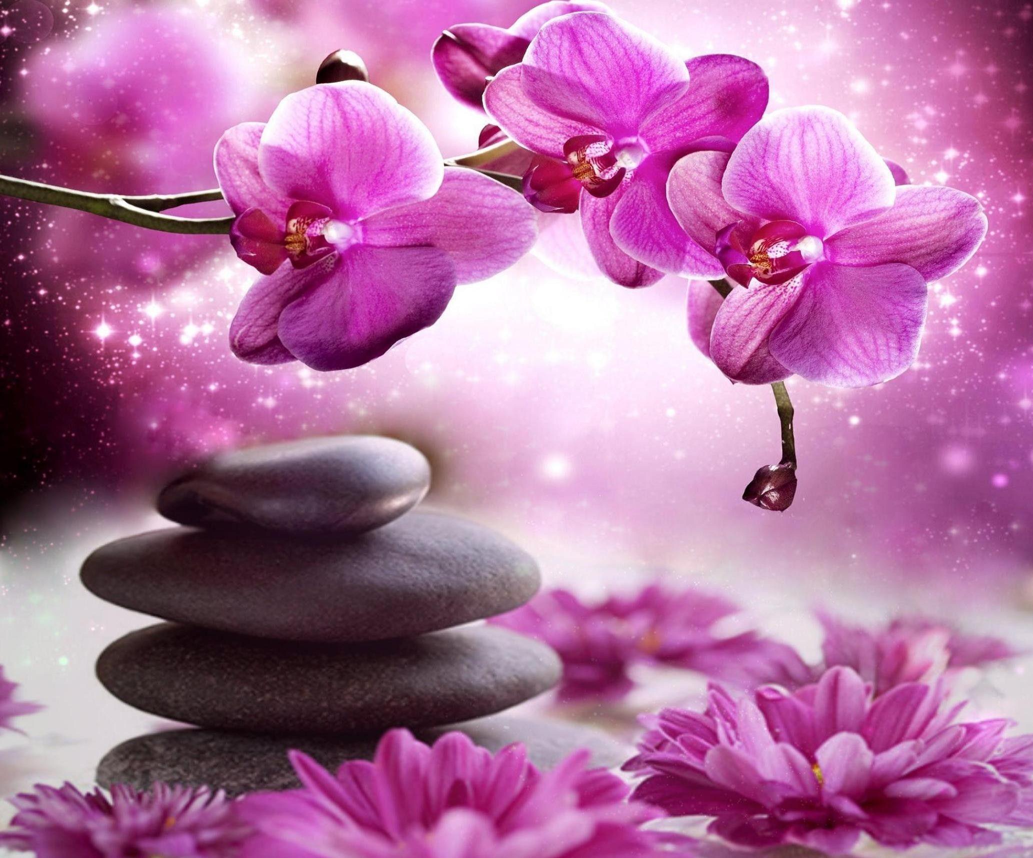 2066x1716 Flower Spa Orchid Violet Design Stones Romantic Colors New Desktop