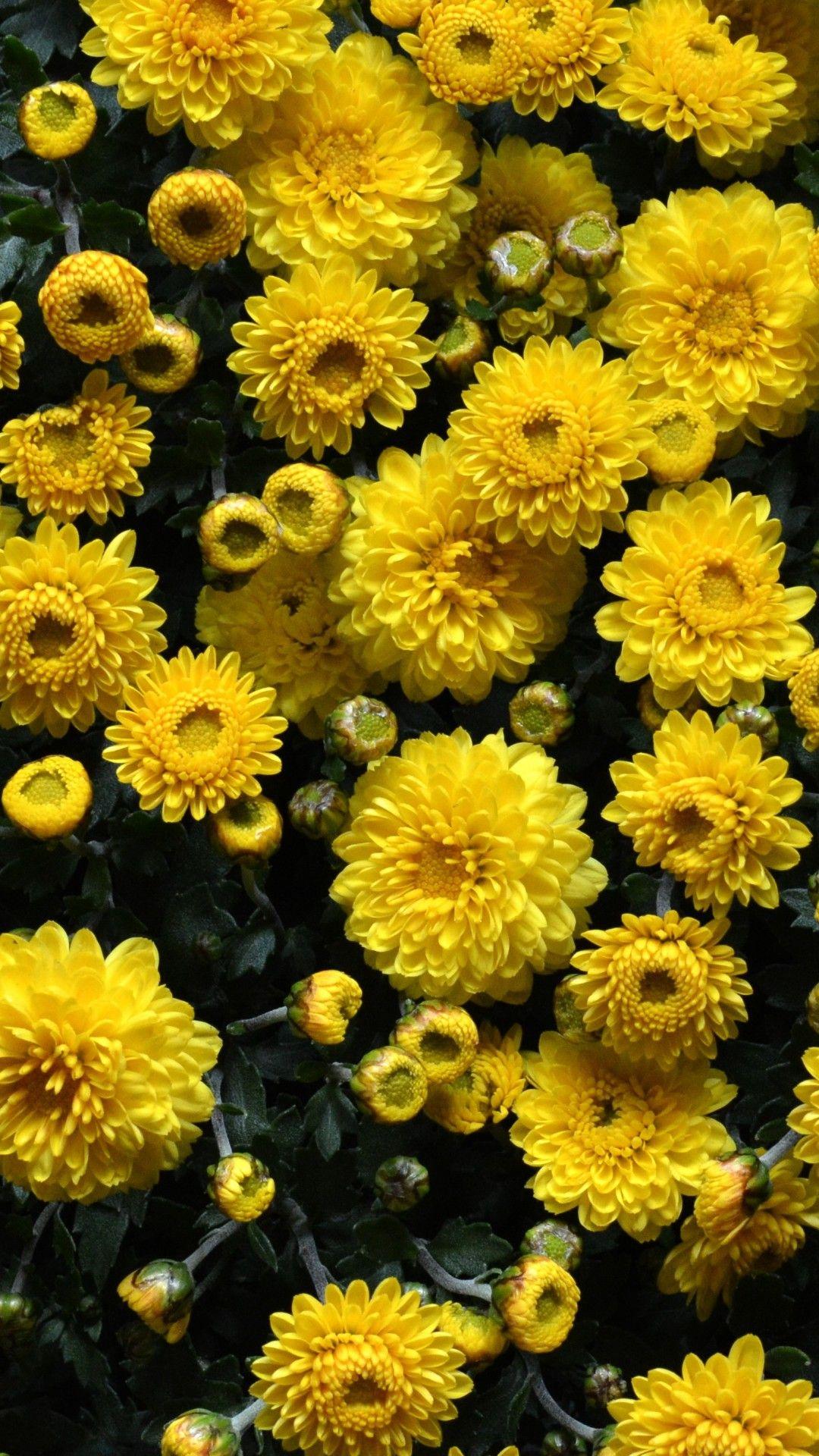 Yellow Floral Iphone Wallpapers Top Free Yellow Floral
