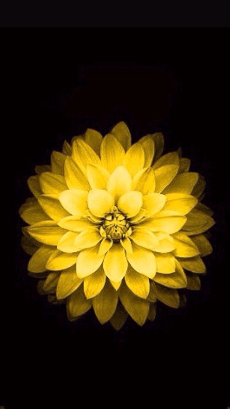 Yellow Floral iPhone Wallpapers - Top Free Yellow Floral iPhone