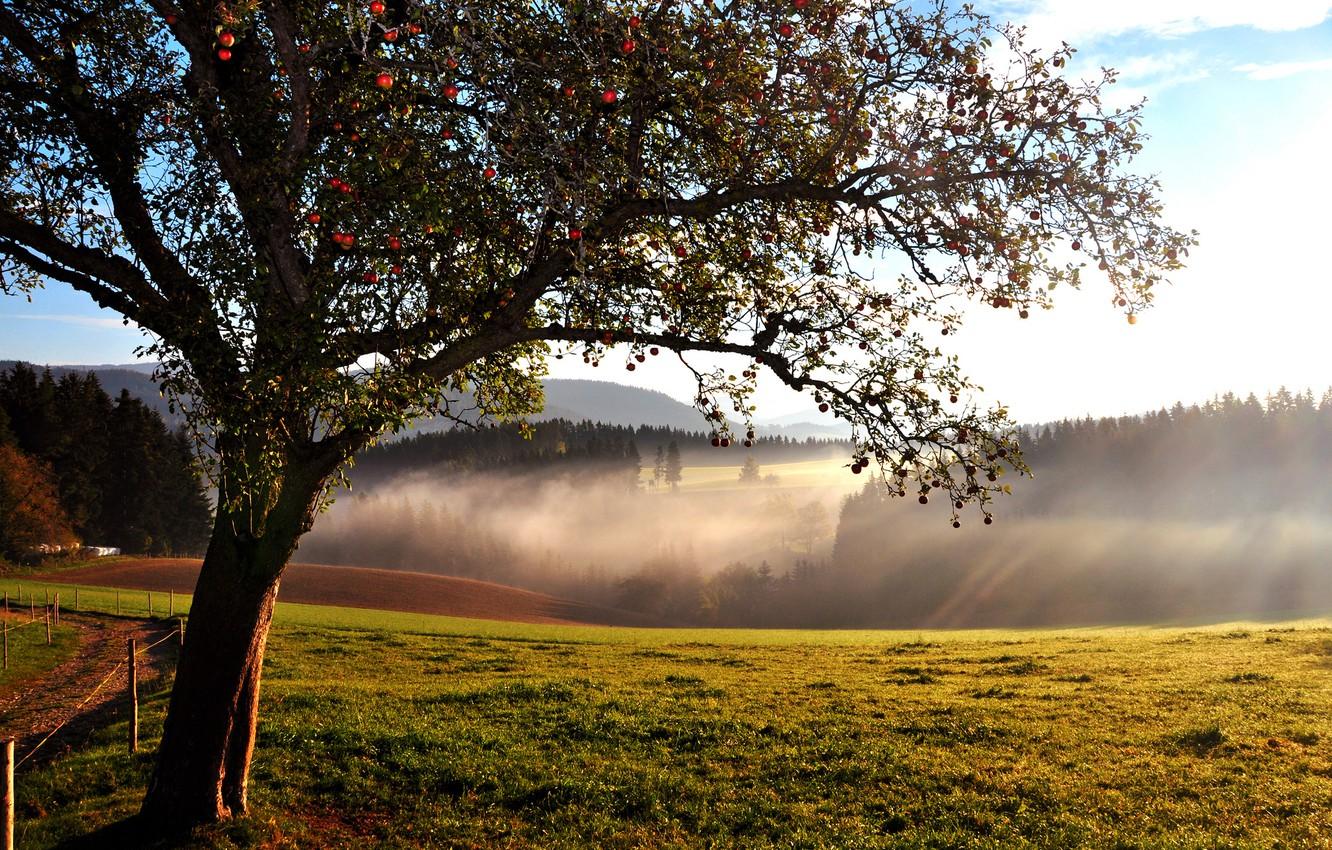 1332x850 Wallpaper forest, tree, hills, Apple, the end of summer image for desktop, section пейзажи