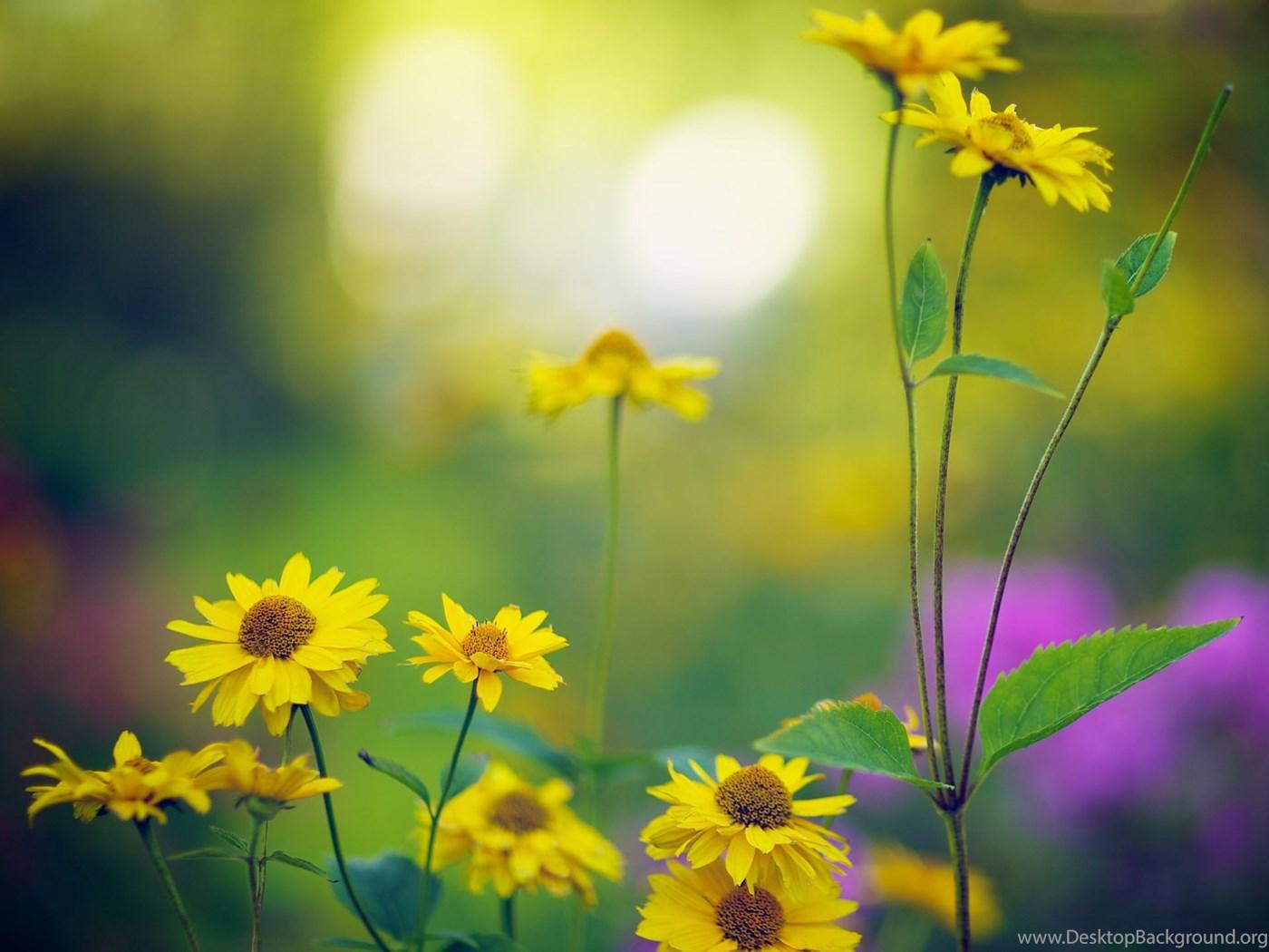 1400x1050 Late Summer Bokeh 1920x1440 Wallpaper Desktop Background