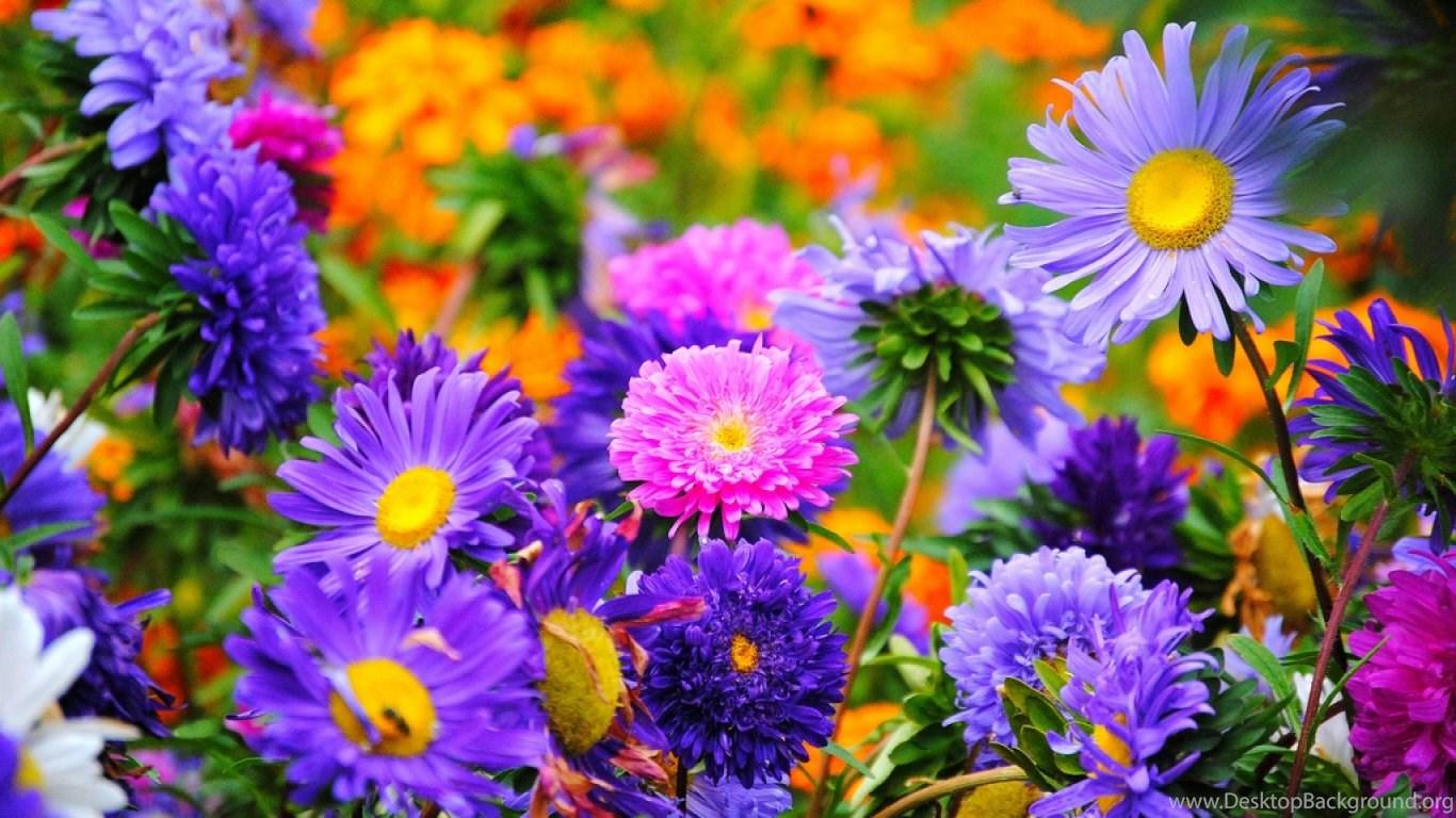 1366x768 Rare And Late Summer Flowers Picture And High Resolution. Desktop Background