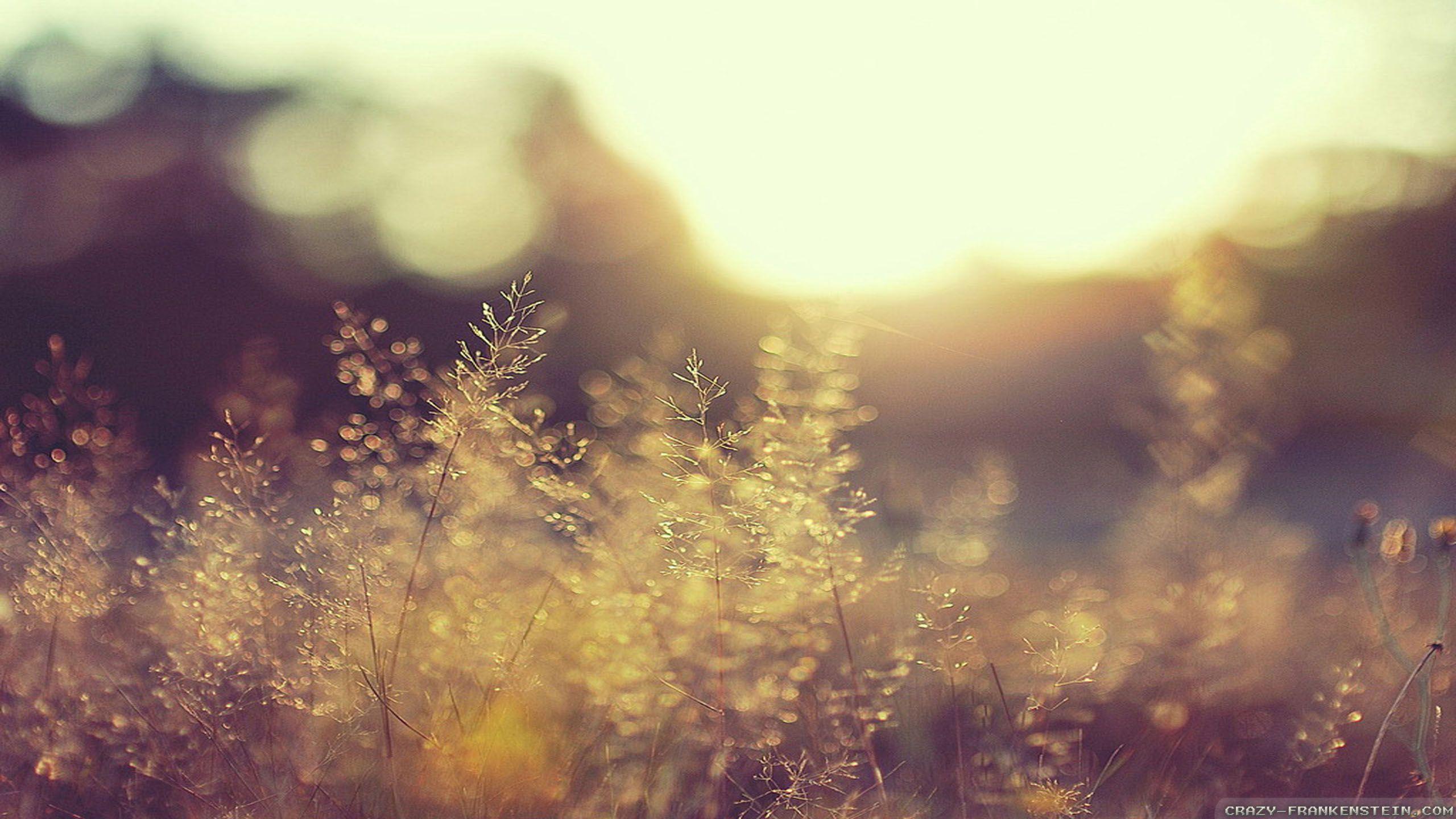 Late Summer Desktop Wallpapers Top Free