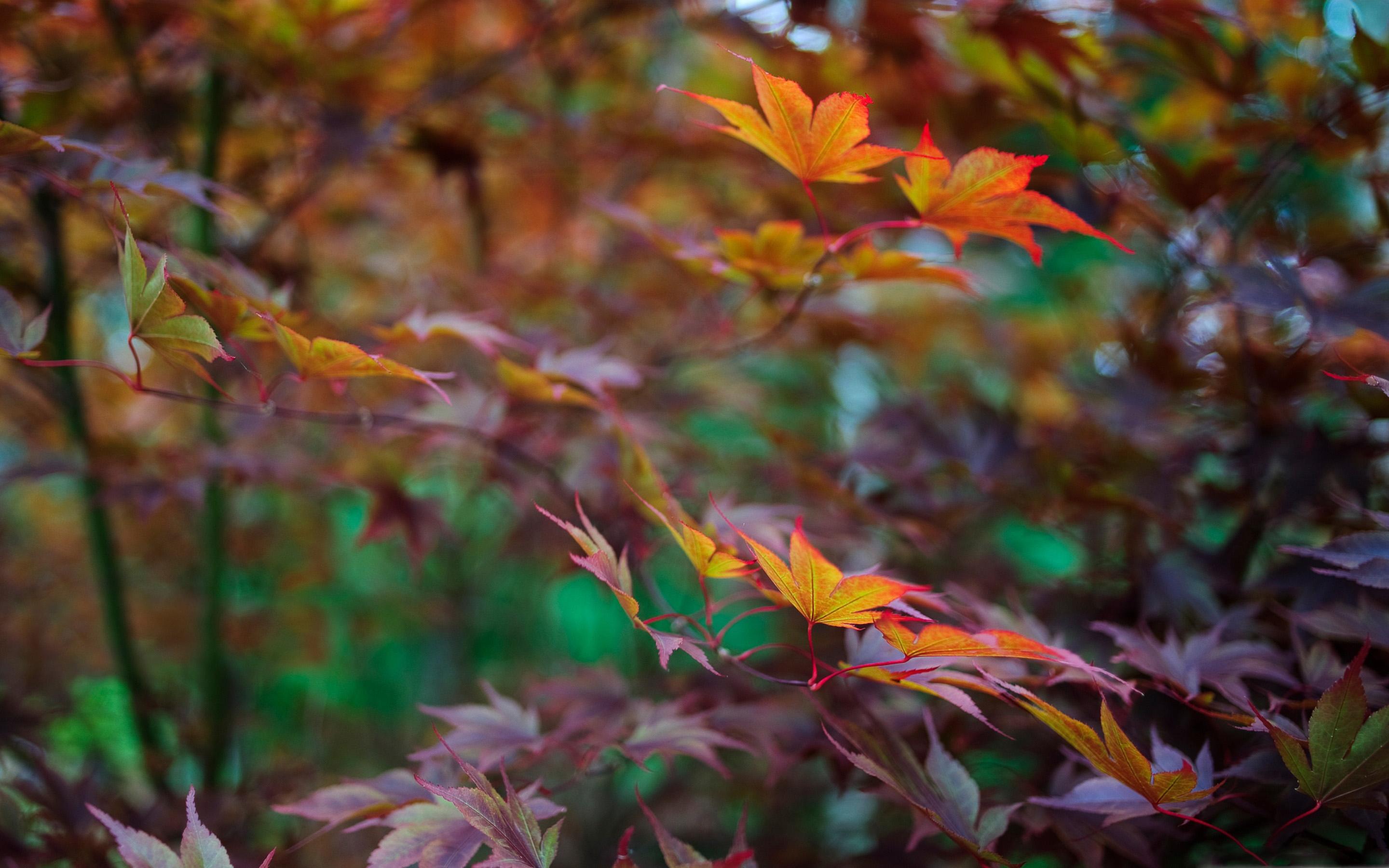 2880x1800 Late Summer Foliage Mac Wallpaper Download