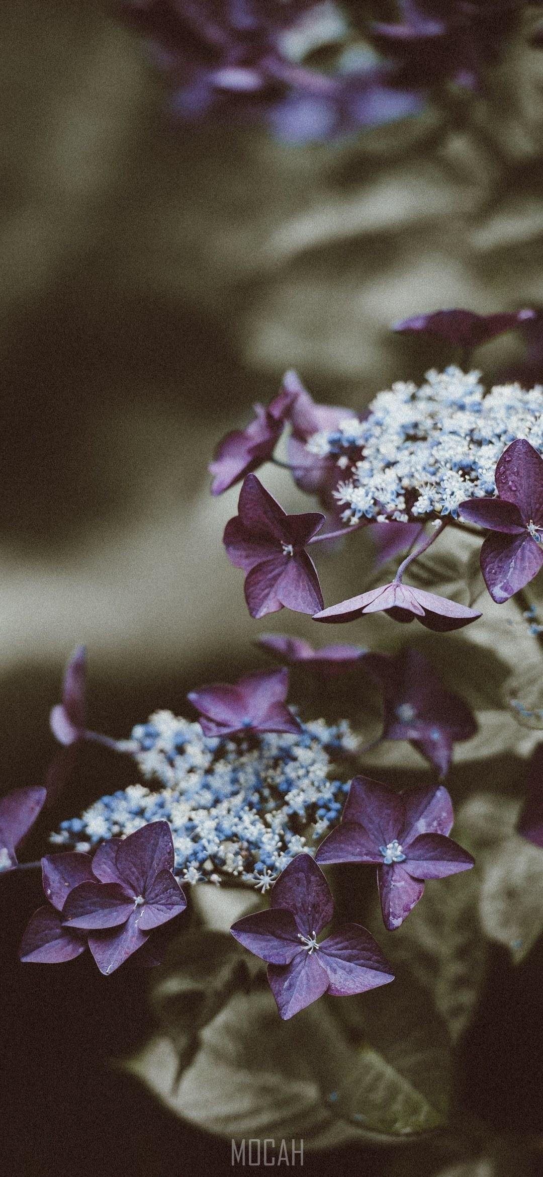 1080x2340 hydrangea portrait orientation with blank space, vivo iQOO background, 1080x2340 HD Wallpaper