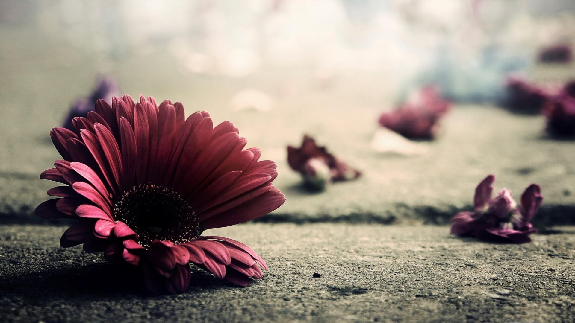 1920x1080 Free download wallpaper cute vintage sitting chair wallpaper amazing vintage [1920x1080] for your Desktop, Mobile & Tablet. Explore Retro Desktop Wallpaper. Summer Retro Desktop Wallpaper, Free Vintage Wallpaper for Desktop