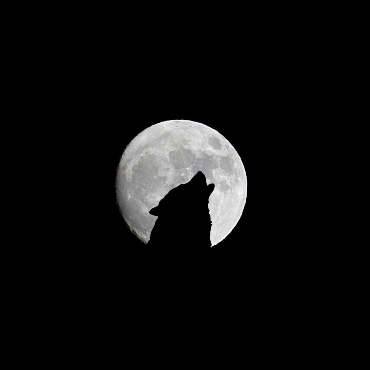 1280x1280 Wallpaper Wolf And Full Moon, Howl, Bw, Silhouette, Night • Wallpaper For You